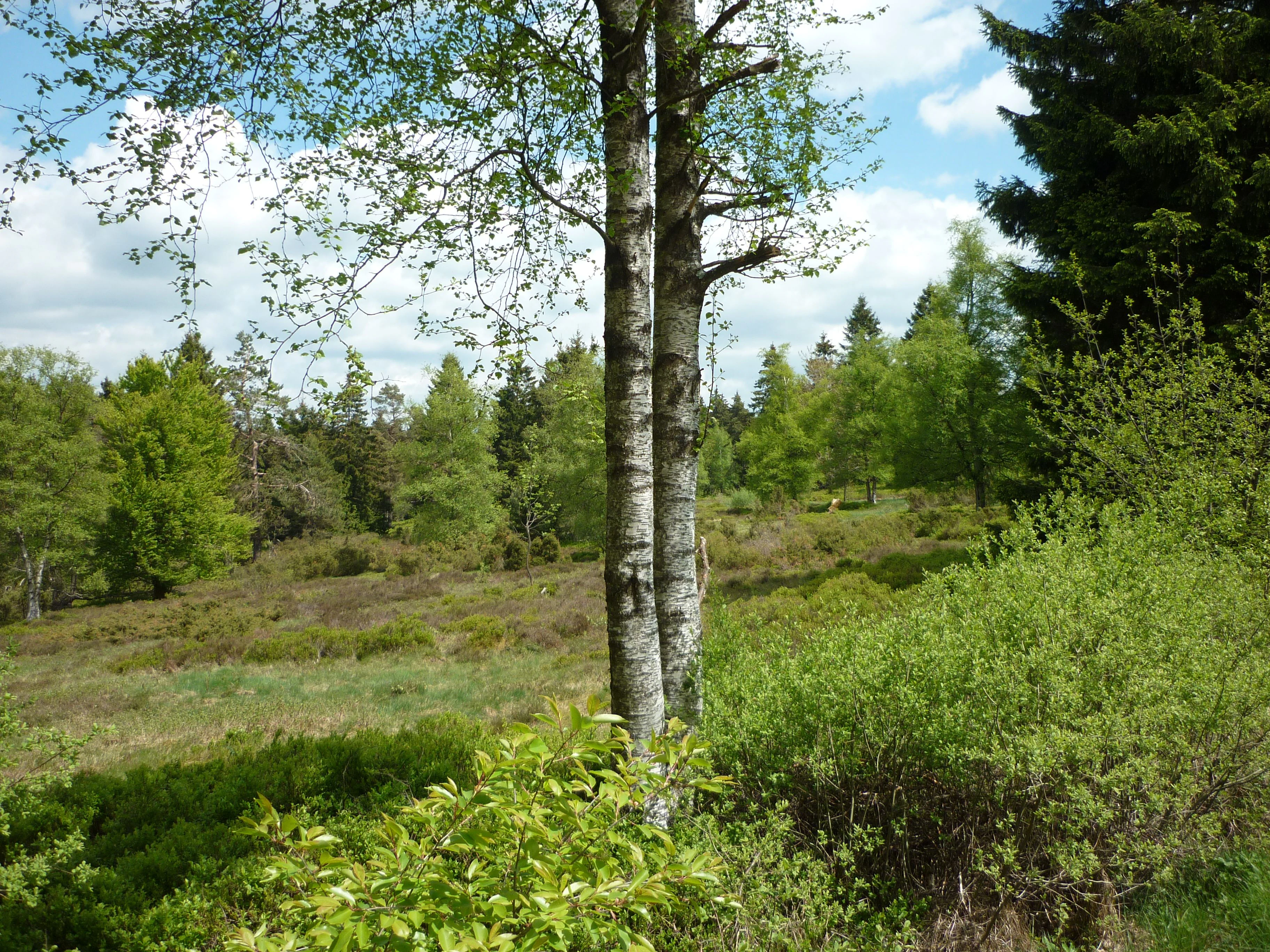 A view of an open field with low vegetation, shrubs, and scattered trees, featuring two prominent birch trees in the center foreground under a partially cloudy sky.