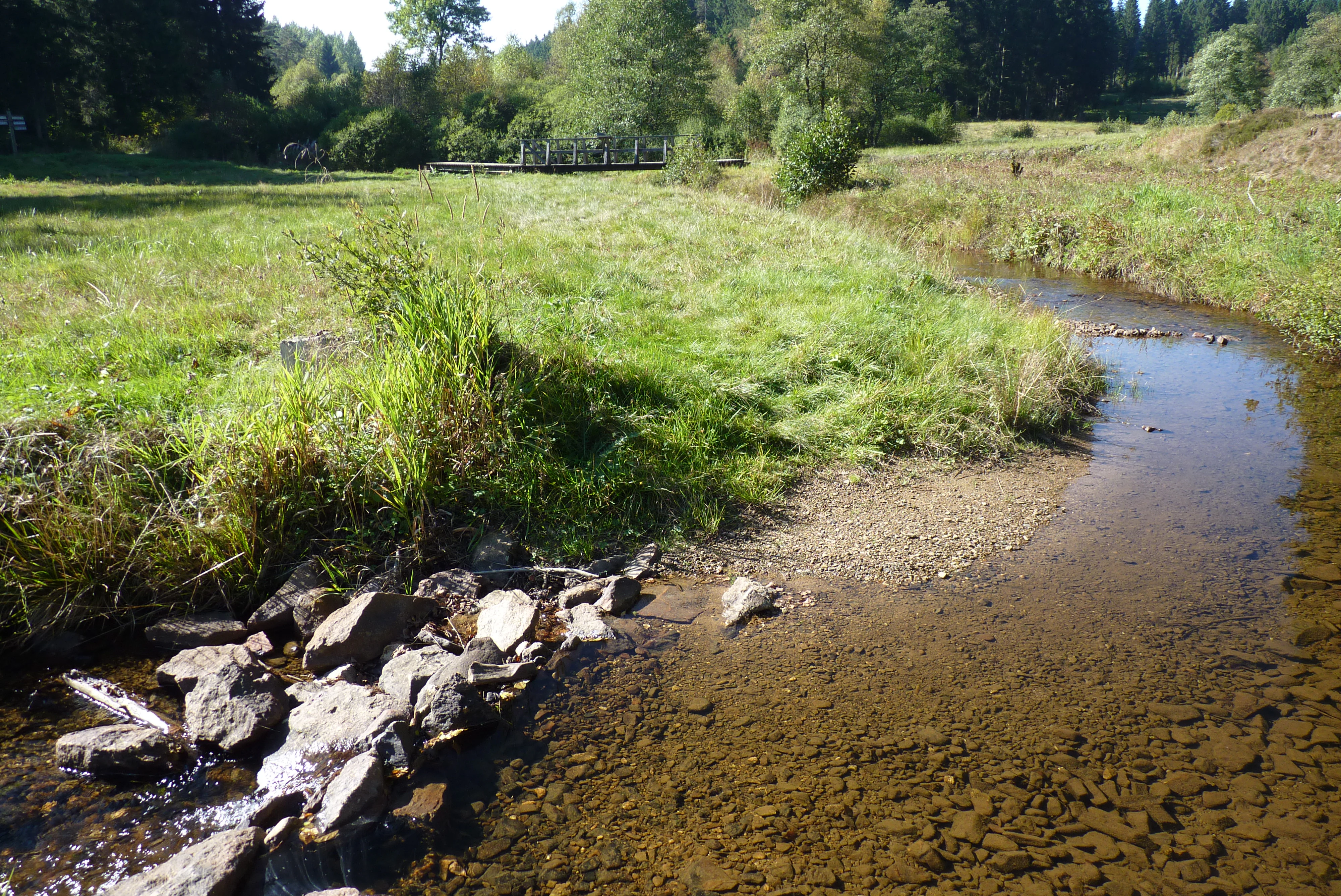 A clear, shallow stream meanders through a grassy meadow, with a rocky stream bed in the foreground and dense forest in the background.