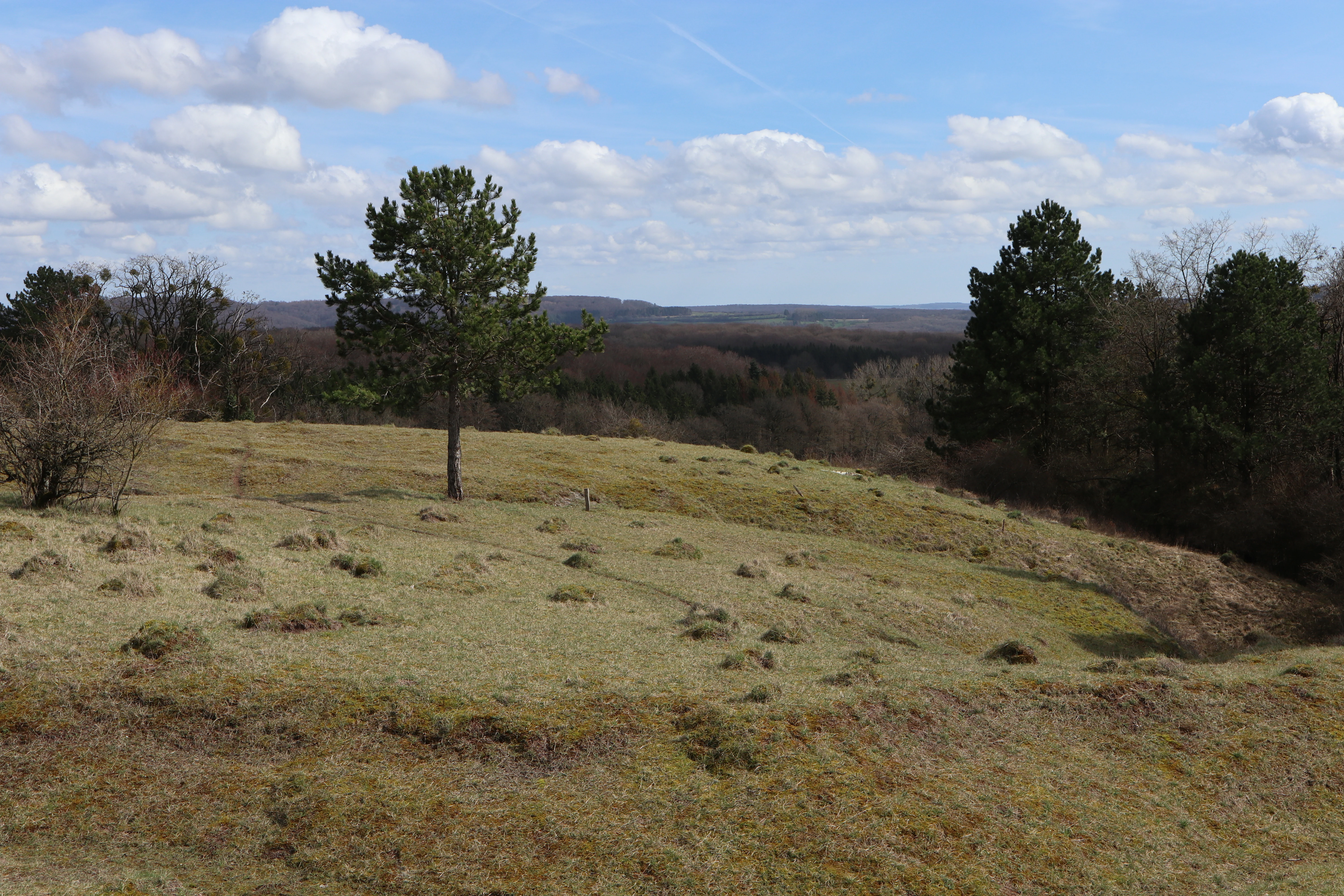 A wide view of a sloping, grassy meadow with sparse trees and distant forest under a blue, partly cloudy sky.