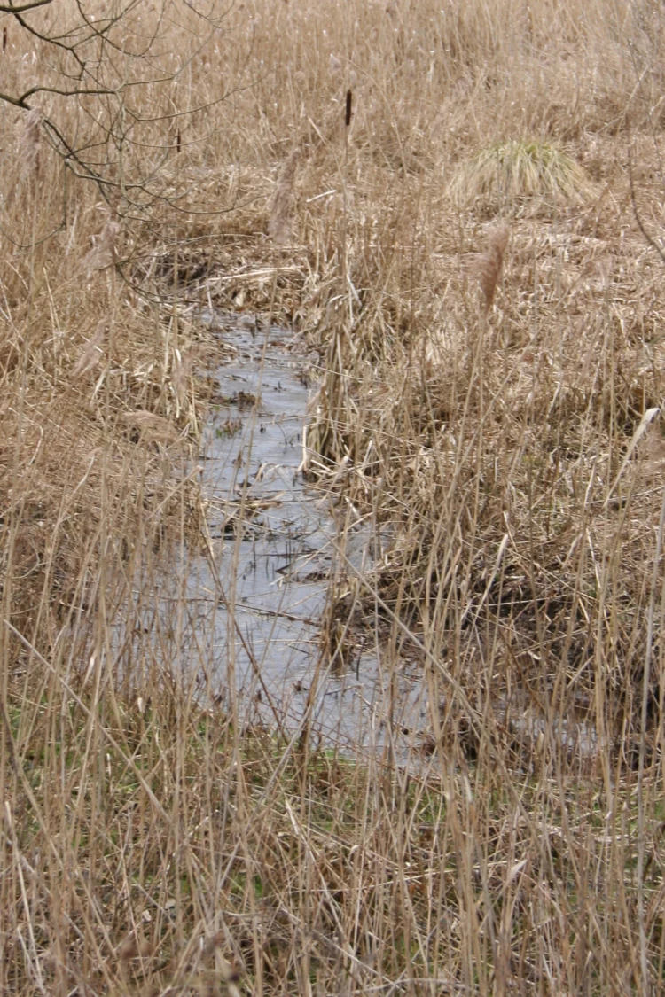Birelerbaach stream