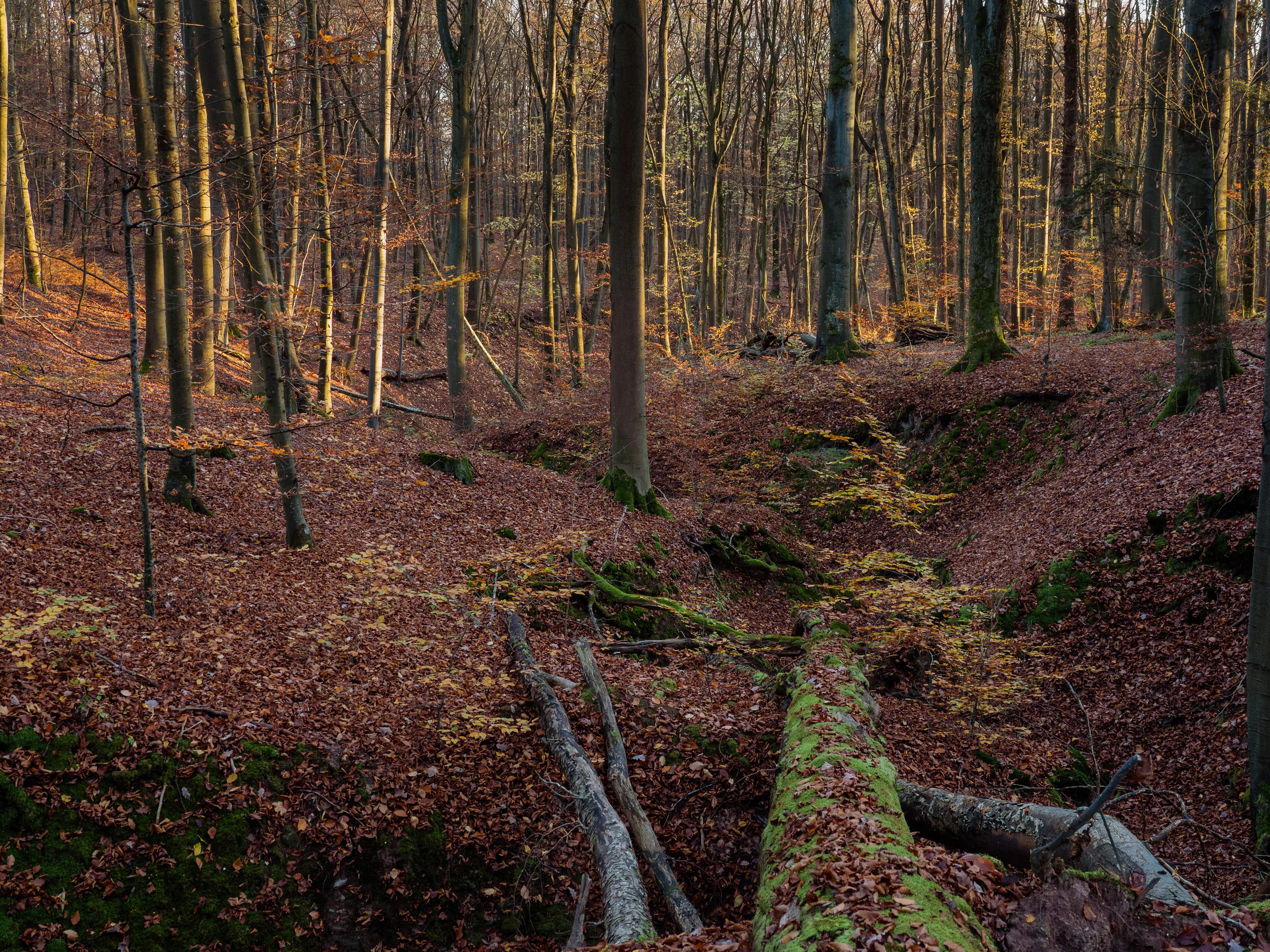 A dense forest interior during autumn with a thick carpet of fallen leaves on the ground, tall slender tree trunks, and a large mossy fallen tree lying in the foreground.