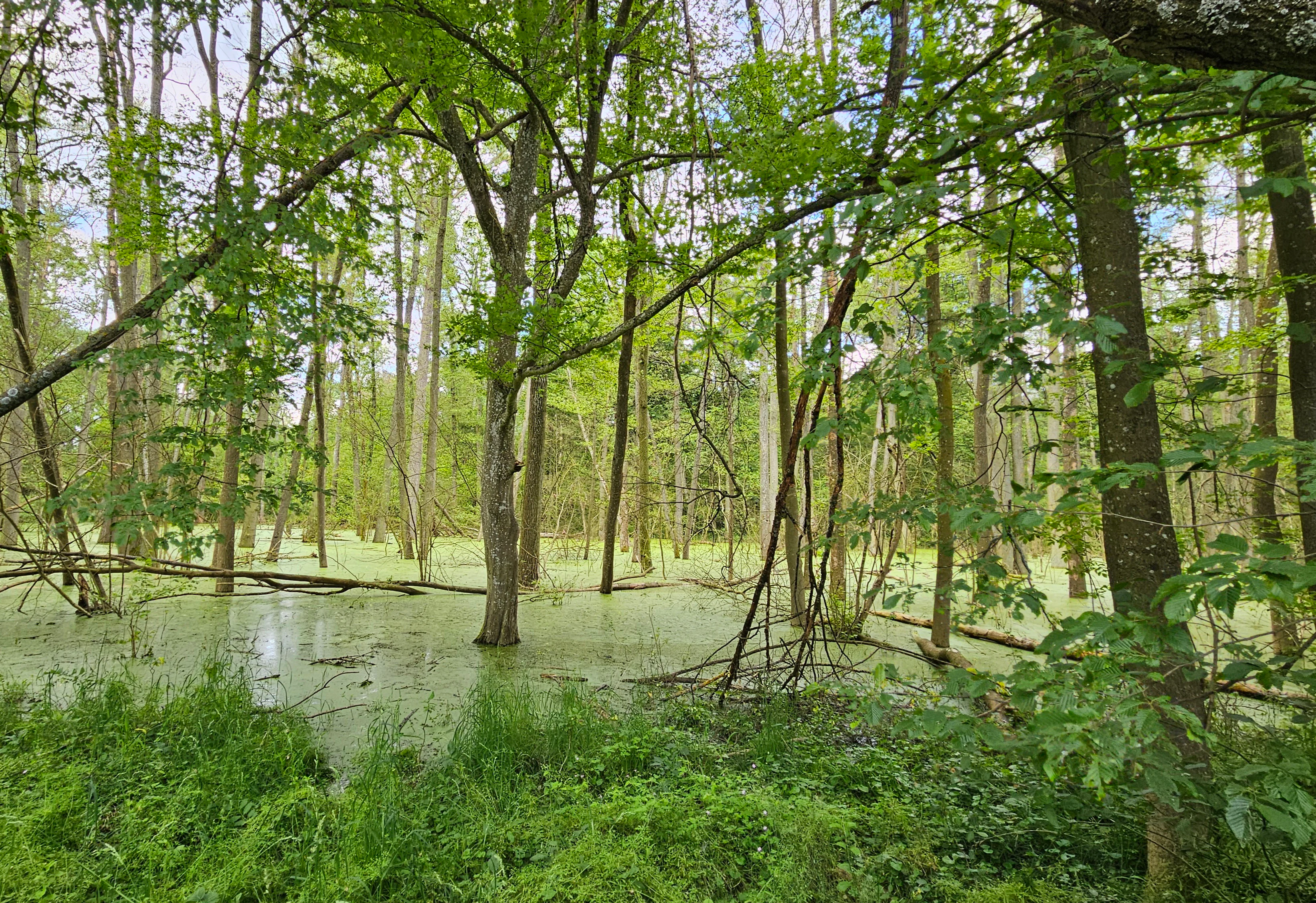 Naturwald Krackentännig view