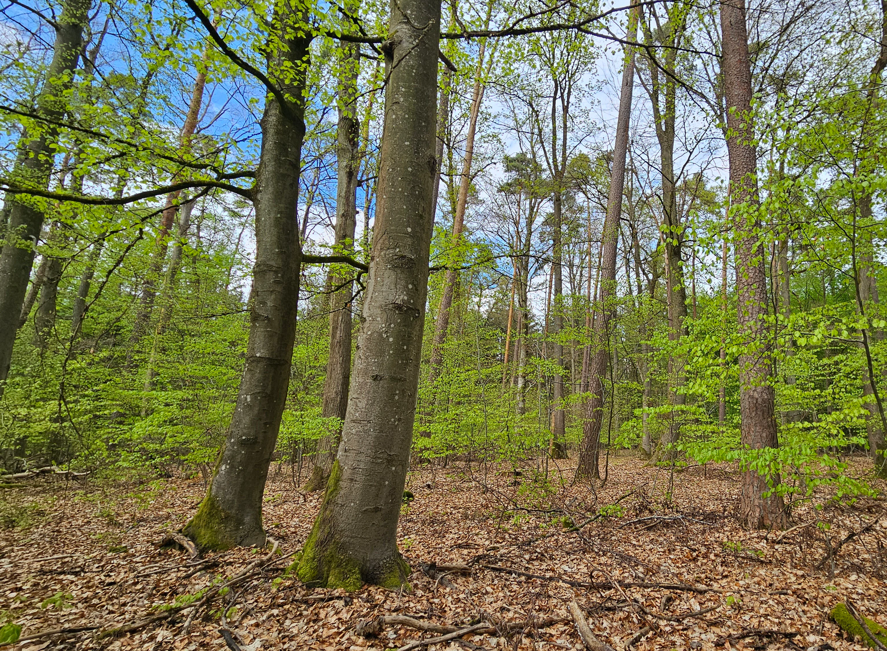 A low-angle view of a forest in early spring with tall mature trees, including beech and pine, with fresh green leaves and a forest floor covered in dry brown leaves.