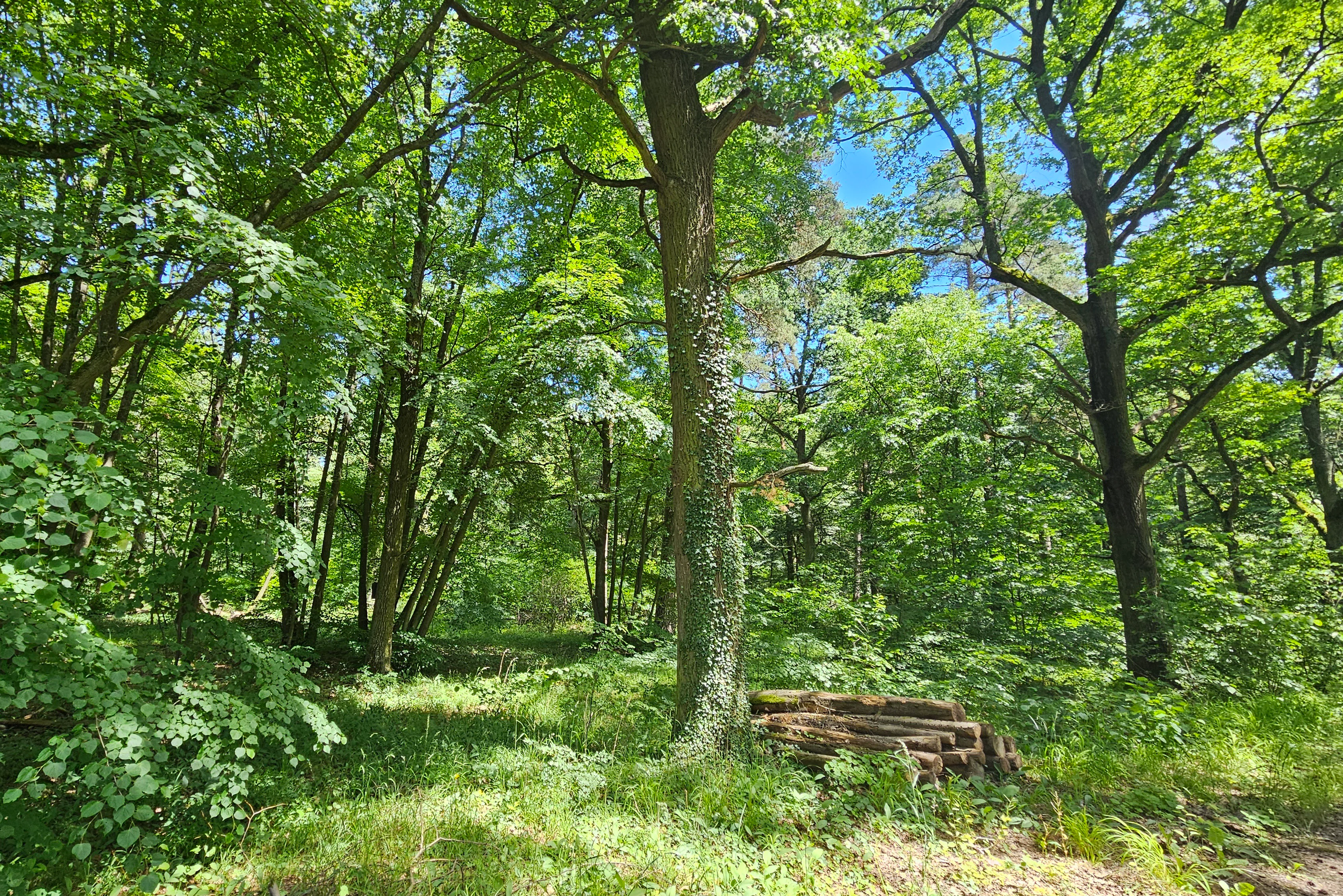 A sunny, dense forest scene featuring mature deciduous trees with green leaves and a stack of logs on the forest floor.