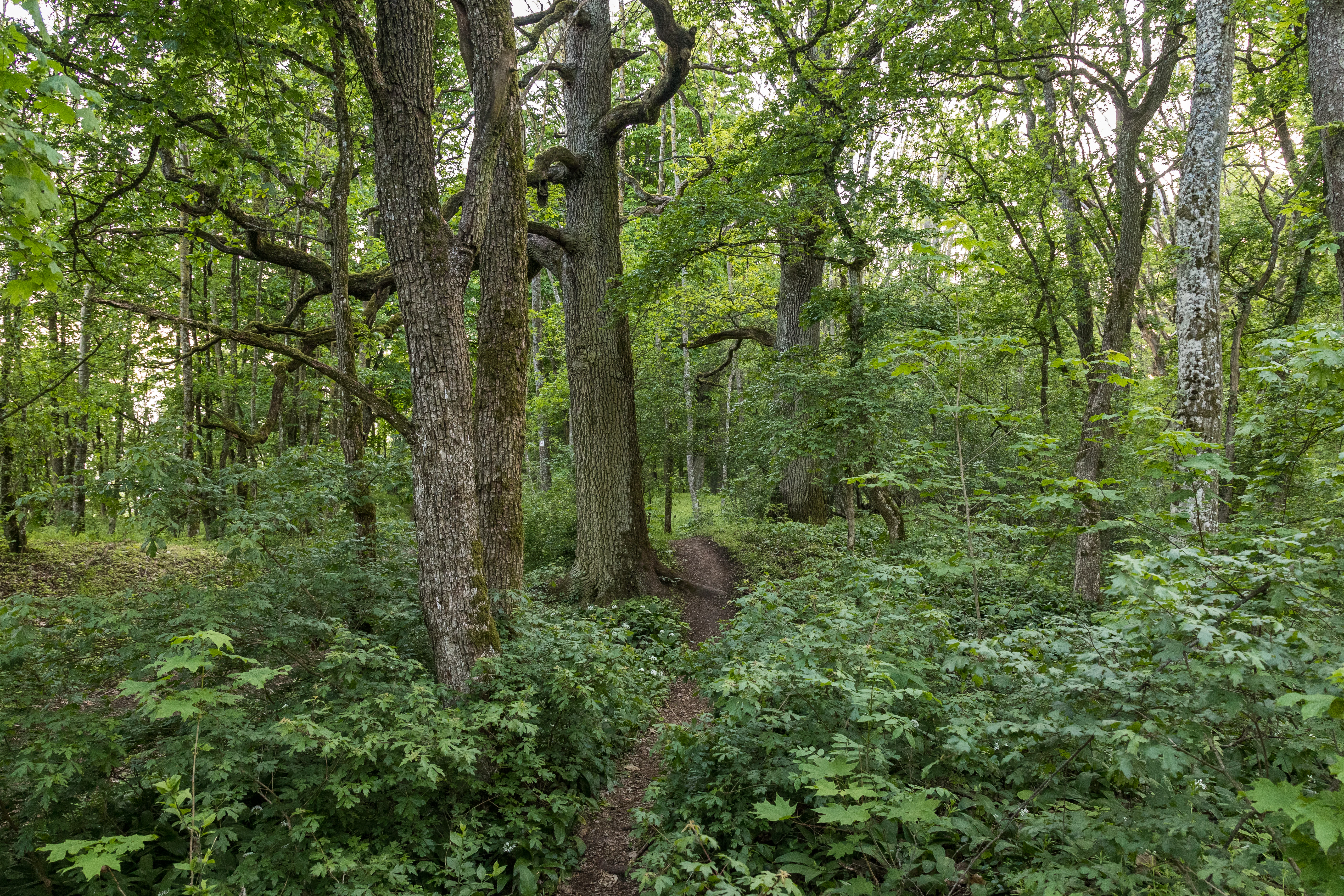 Un estrecho sendero de tierra serpentea a través de un denso bosque verde con grandes árboles maduros y maleza espesa.