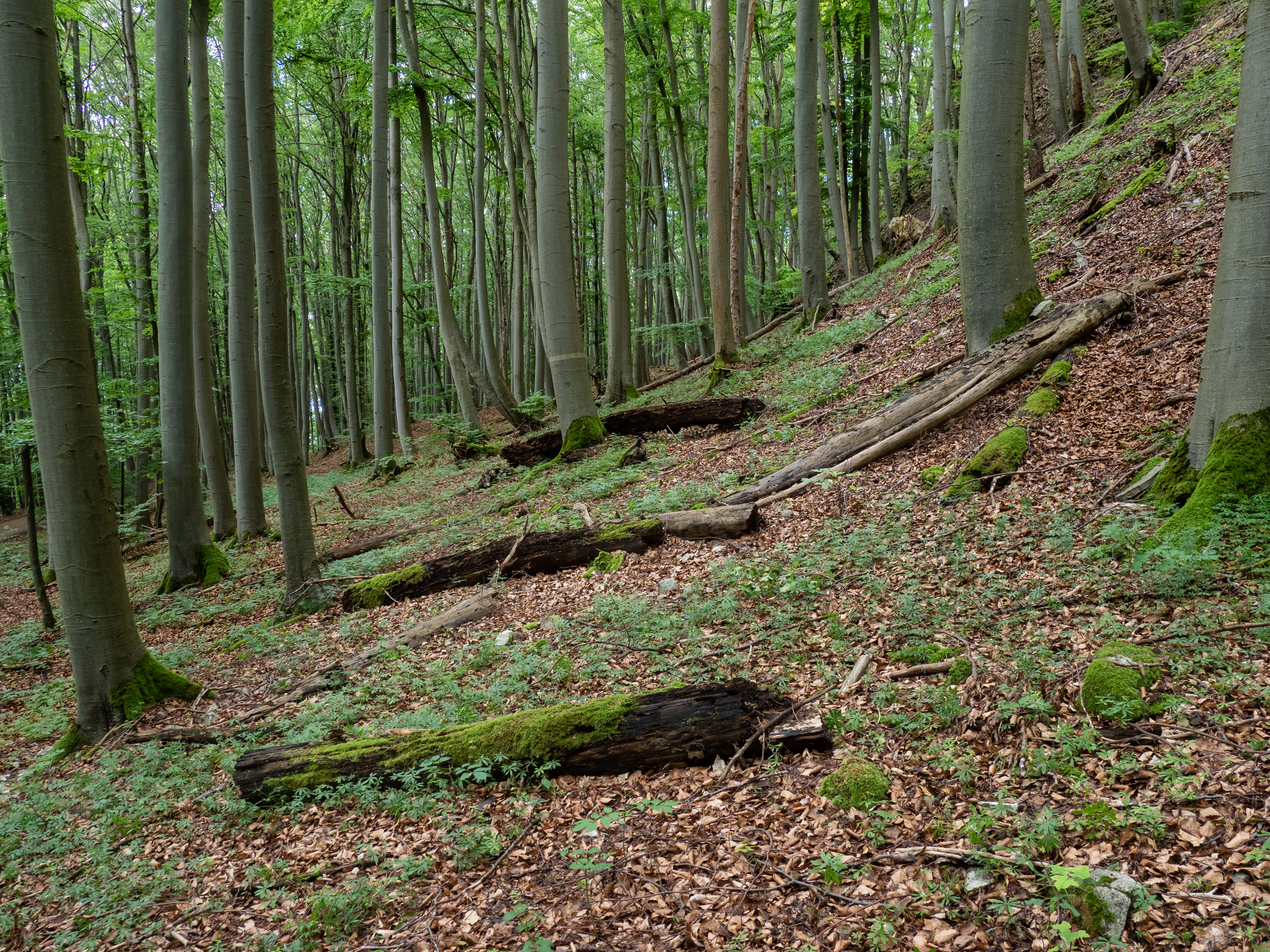 Kitschentalrangen forest