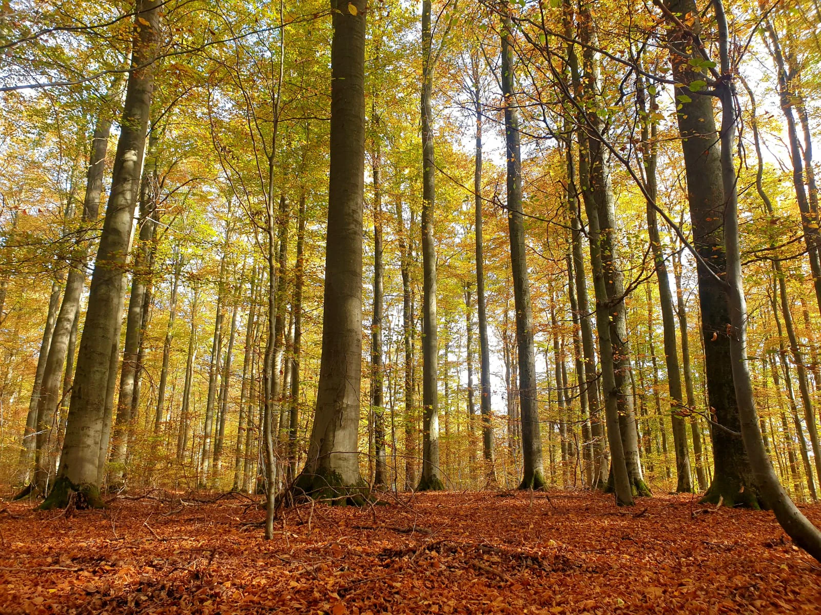 A low angle view of tall, slender tree trunks in a dense forest during autumn with a thick layer of fallen leaves covering the ground.