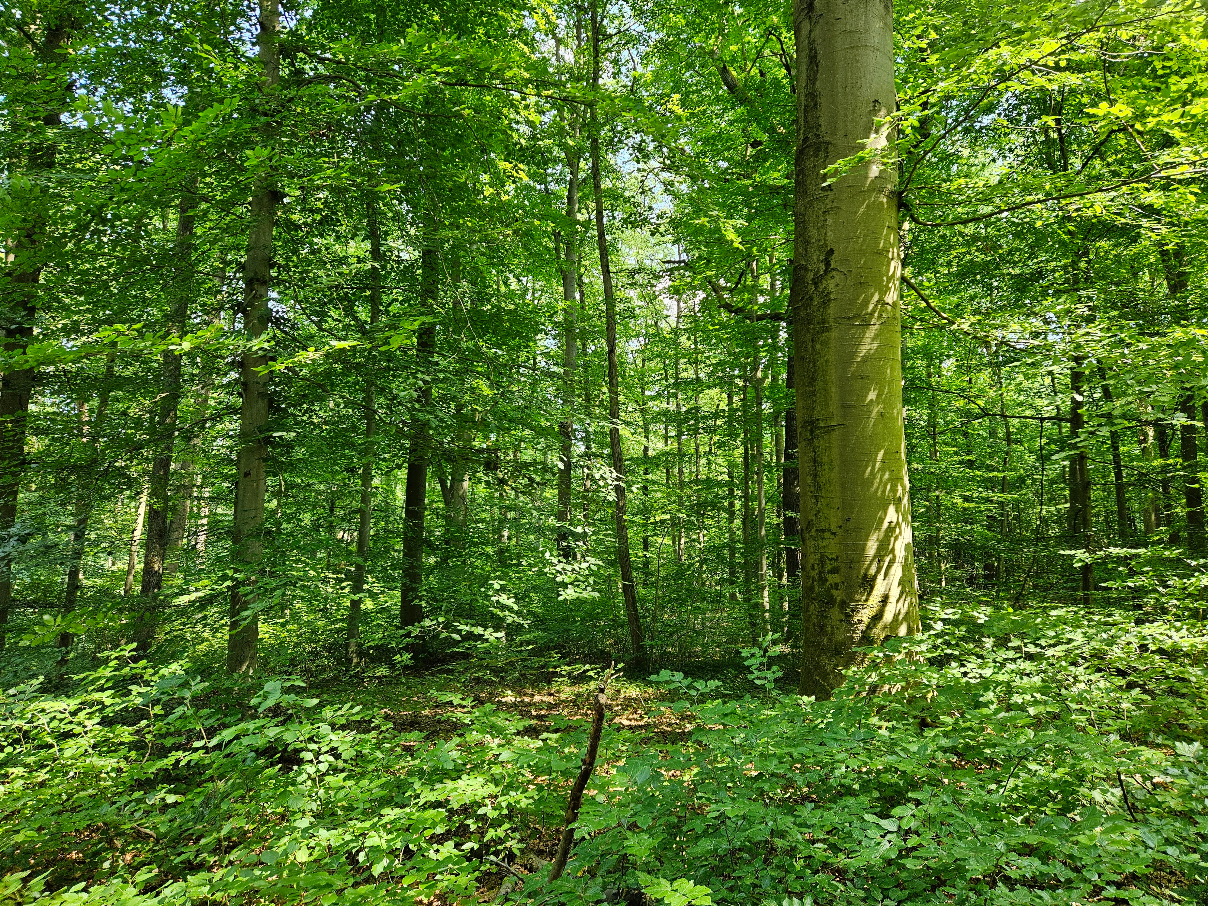 A dense, green deciduous forest with tall tree trunks and a thick canopy, with ground level vegetation visible in the foreground.