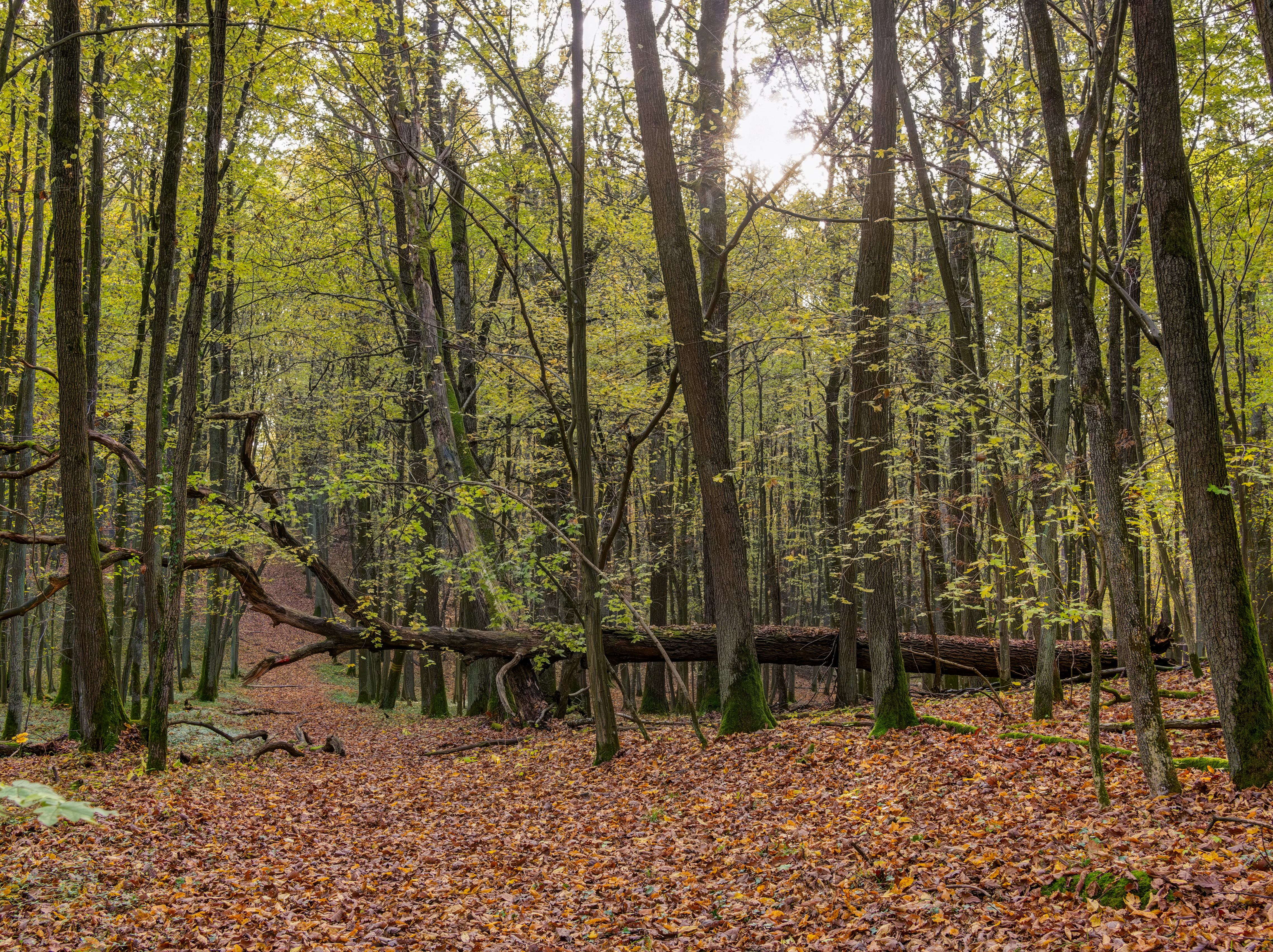 A view through a deciduous forest in autumn showing a large tree trunk fallen across the frame and a carpet of fallen leaves on the ground.