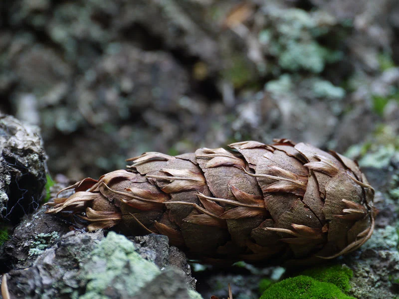 Close up of a brown Douglas fir cone resting on mossy bark and soil.