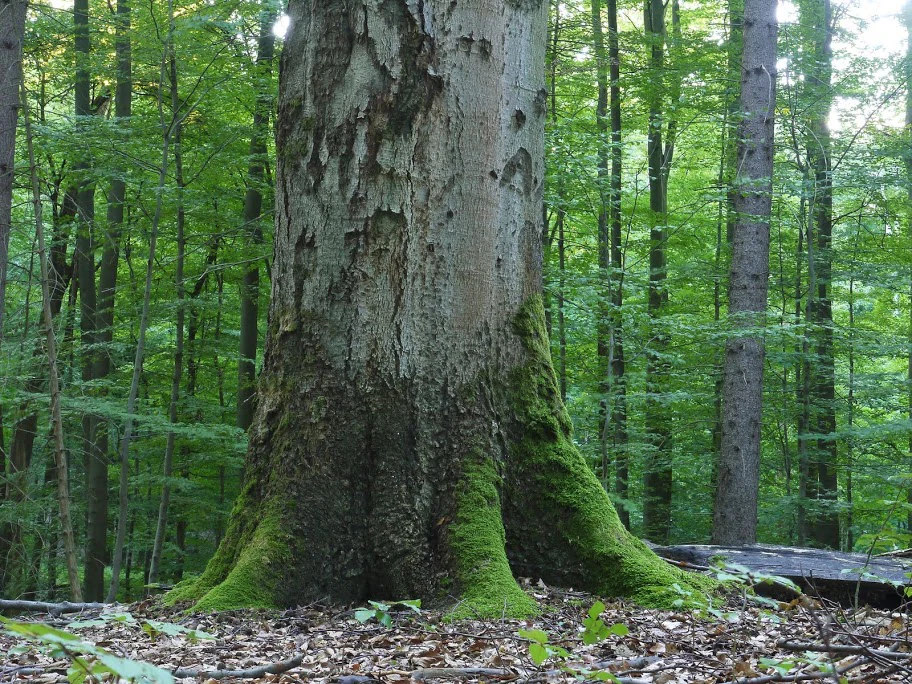A close up view of the base of a large, old-growth beech tree with moss covering the roots, set within a dense, lush green forest.