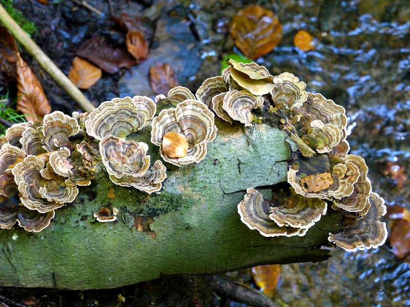 A cluster of Turkey tail fungi, Trametes versicolor, with concentric brown and white bands, growing on a mossy log over a stream.