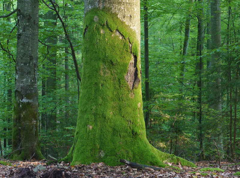 A large, mature beech tree with its lower trunk heavily covered in vibrant green moss standing in a lush deciduous forest.
