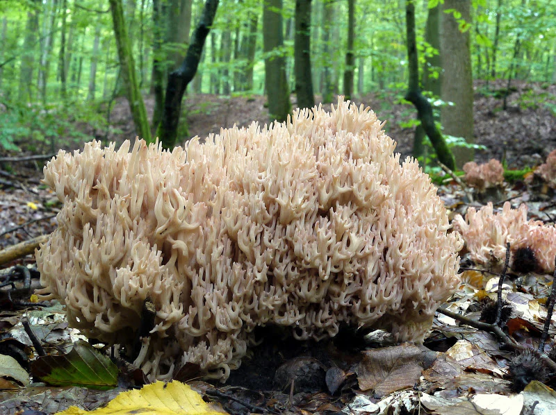 A pale pinkish, branched coral fungus growing on the forest floor with fallen leaves in a beech forest.