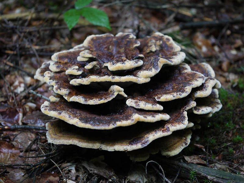 A close-up view of a large, layered brown and cream fungus, likely a giant polypore, growing amidst leaf litter on a forest floor.
