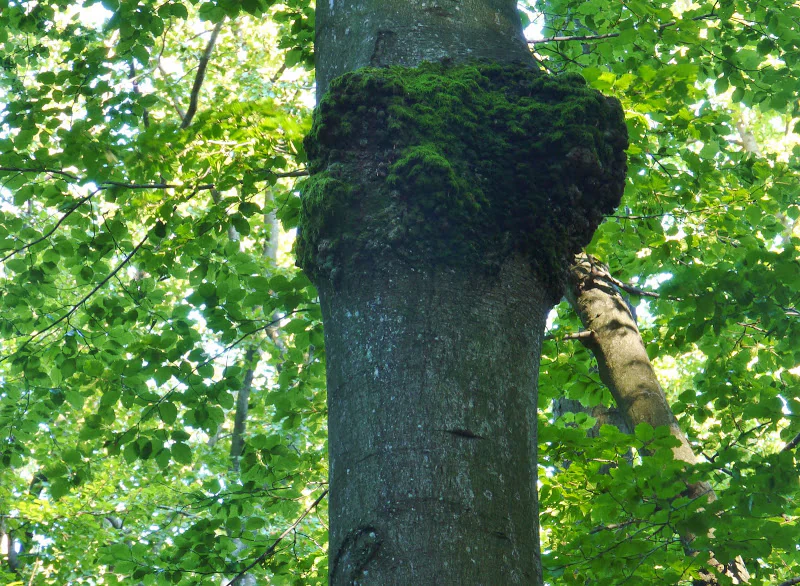 A close up view of a mature beech tree trunk featuring a large, moss-covered burl, surrounded by bright green forest foliage.