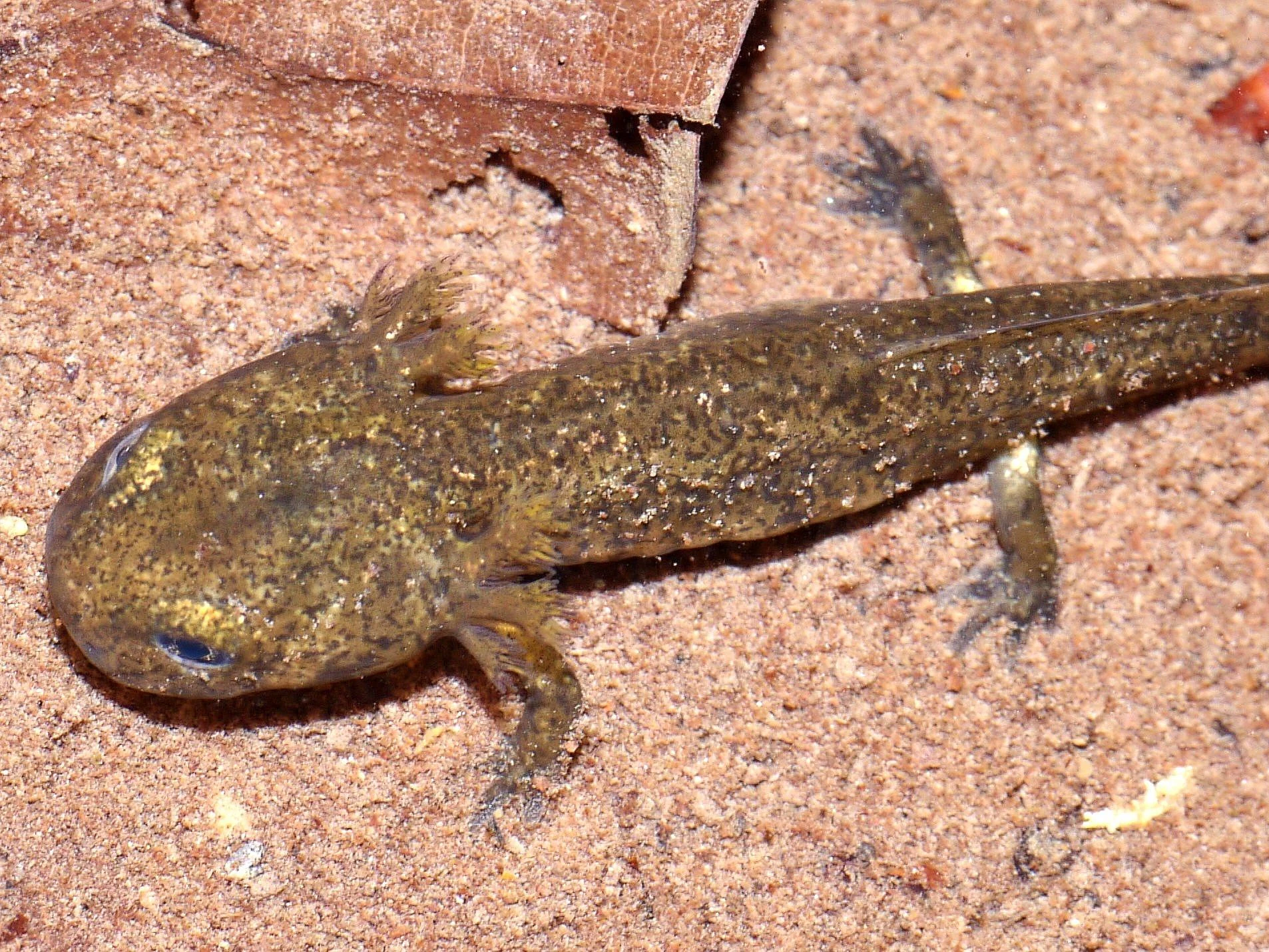 A close up view of a fire salamander larva with mottled brown skin and external gills, resting on a sandy substrate underwater.