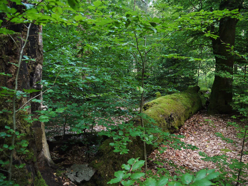 A large fallen tree trunk heavily covered in green moss lying horizontally on the forest floor, surrounded by dense green beech trees and leaf litter.