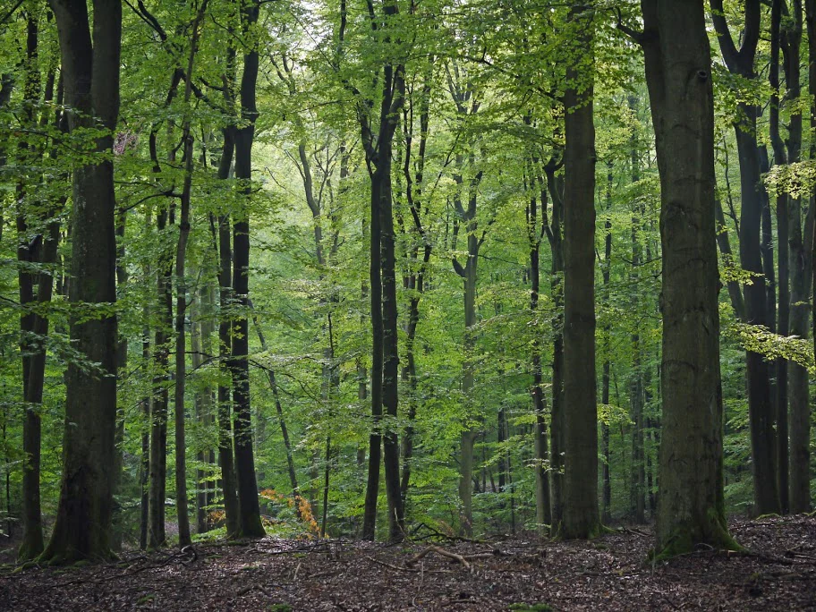 A dense stand of tall, straight beech trees with green leaves and a leaf-littered forest floor in Naturwald Wotansborn.