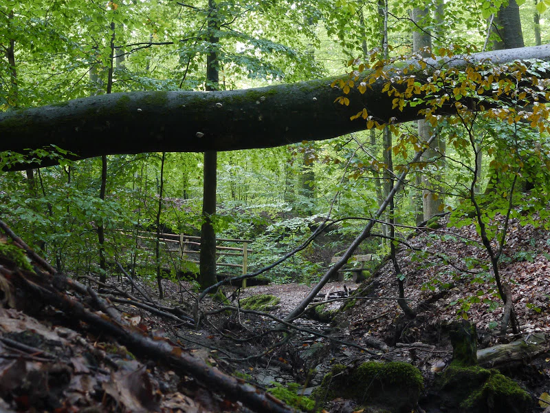 A large fallen tree trunk lies horizontally across the frame in a dense, green beech forest, with a shallow stream bed and wooden bridge railing visible in the background.