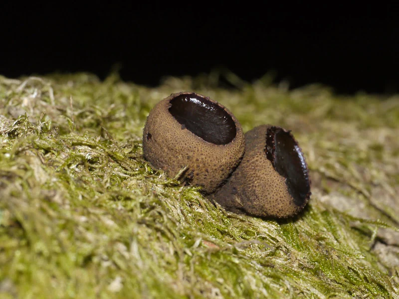 A close up view of two small, dark, cup-shaped fungi resting on a bed of vibrant green moss.