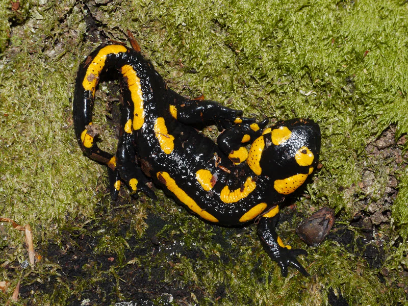 A fire salamander with black and yellow markings crawling on a thick layer of green moss.