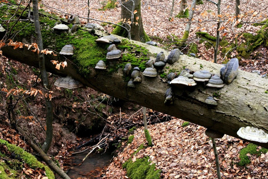 A large fallen tree trunk lying horizontally across the frame, heavily populated with various bracket fungi and patches of green moss in a deciduous forest setting.