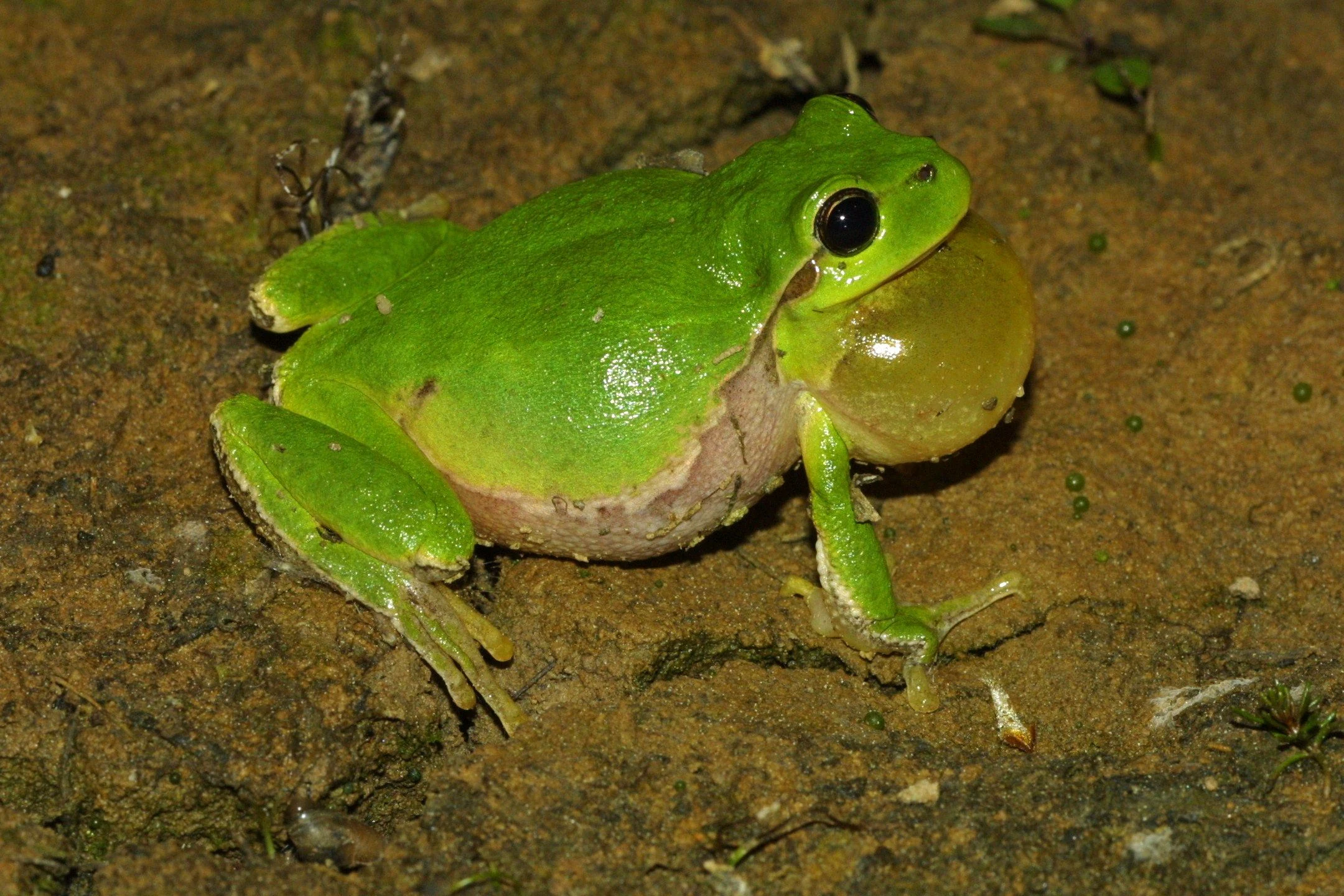 Close up of a bright green male European tree frog with its throat sac inflated, sitting on brownish soil.