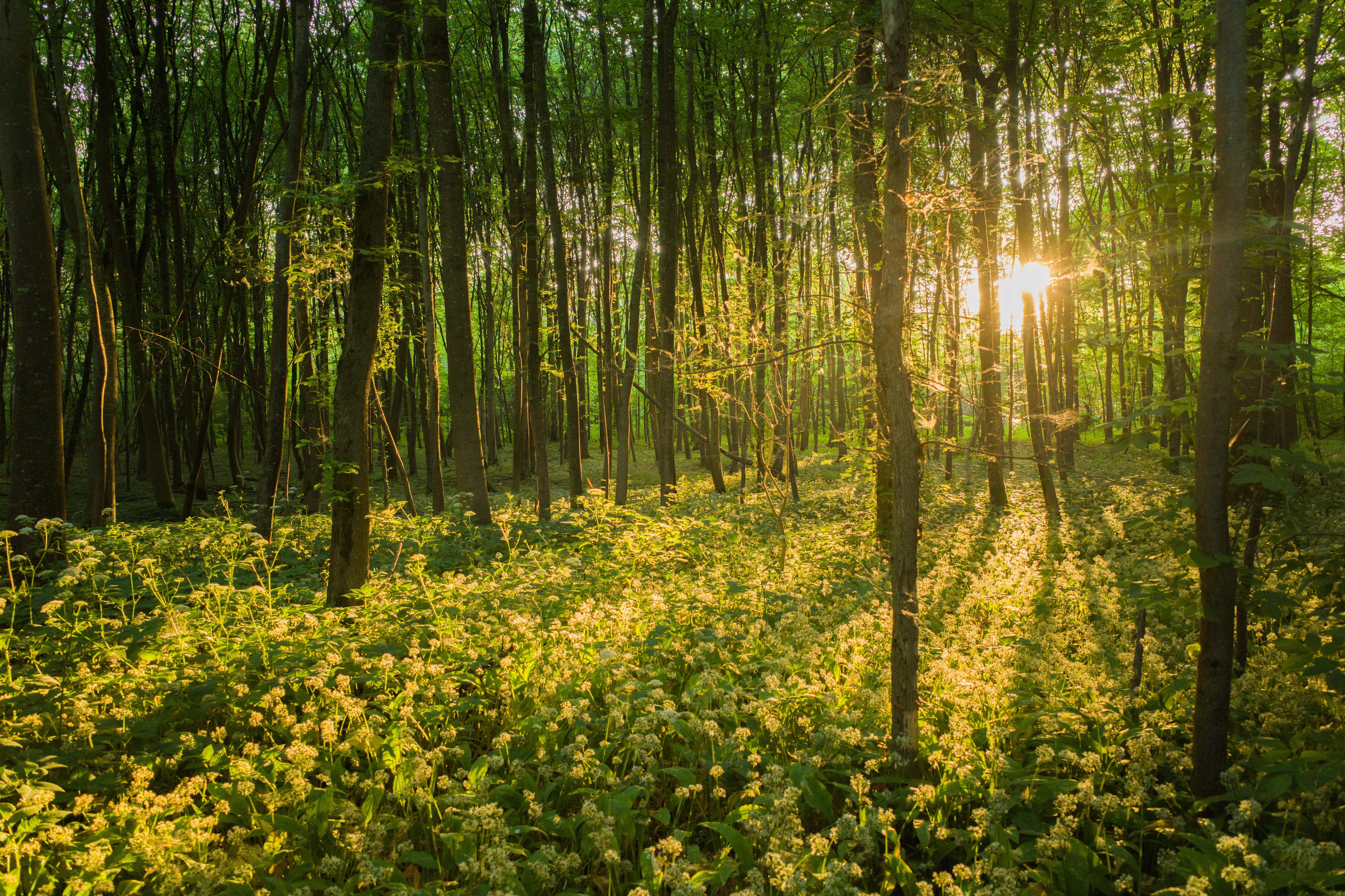 La luz del sol se filtra entre los troncos de los árboles en un bosque denso, creando rayos de luz e iluminando un grupo de pequeñas flores silvestres blancas y amarillas en el suelo del bosque.
