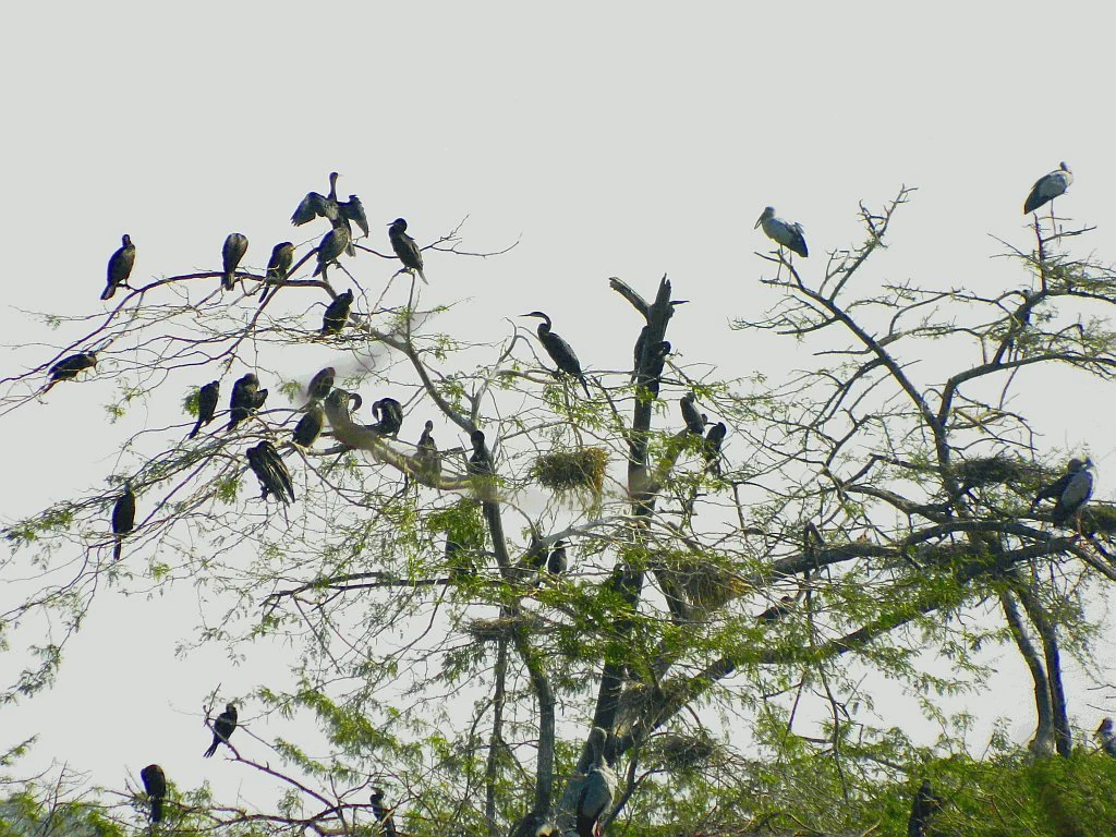 Many dark-feathered birds perched on the bare and leafy branches of a tall tree against an overcast sky.