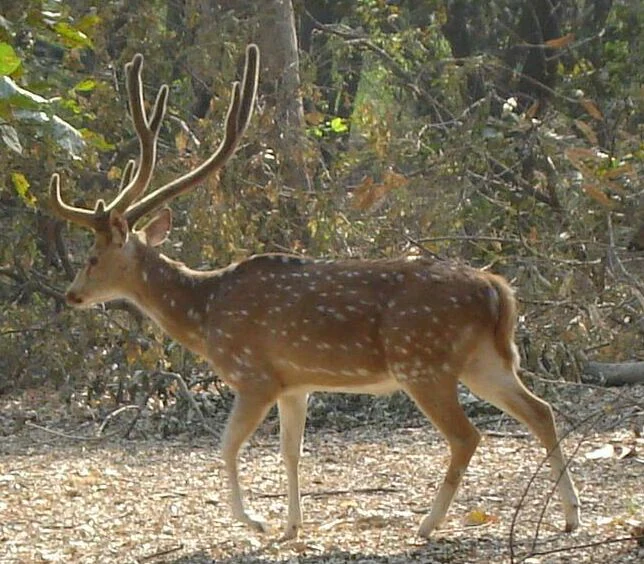 A male spotted deer with antlers walking in profile through a sun-dappled forest floor.