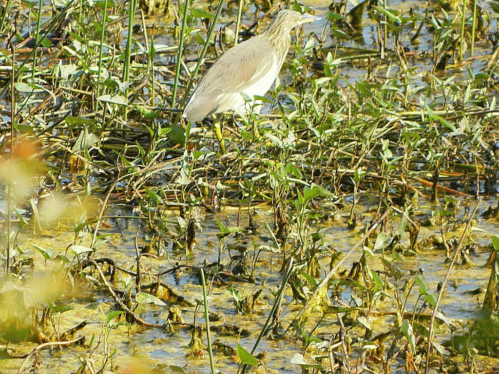 An Indian pond heron with light brown plumage standing amidst green aquatic vegetation and shallow water in a wetland.