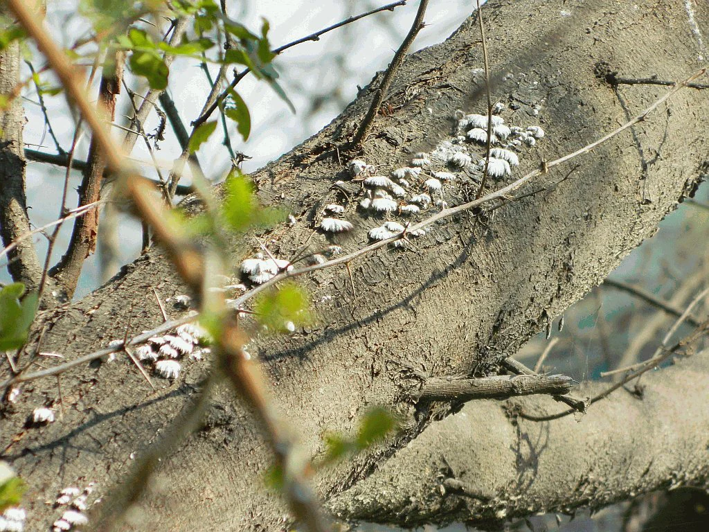 Close-up of a tree branch with clusters of small white fungi growing along its textured bark.