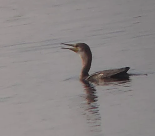 A brown water bird with a long neck and pointed bill swimming in calm water.