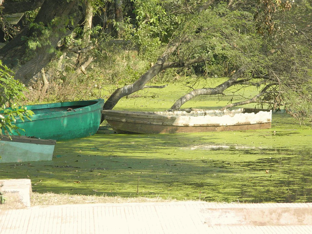 Two small wooden boats, one painted green and the other worn, resting on the surface of a green, algae covered lake beneath overhanging tree branches.