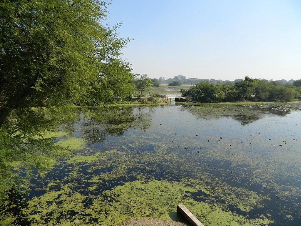 A wide view of a murky green wetland lake surrounded by lush trees and shrubs under a clear sky.