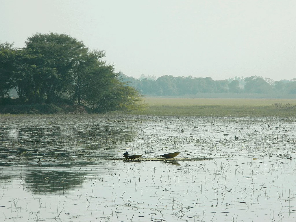A wide shot of a tranquil lake covered in scattered aquatic vegetation under a hazy, overcast sky. Small, dark waterfowl are visible floating on the water's surface, with a dense cluster of trees on the left bank and grassy plains in the distance.