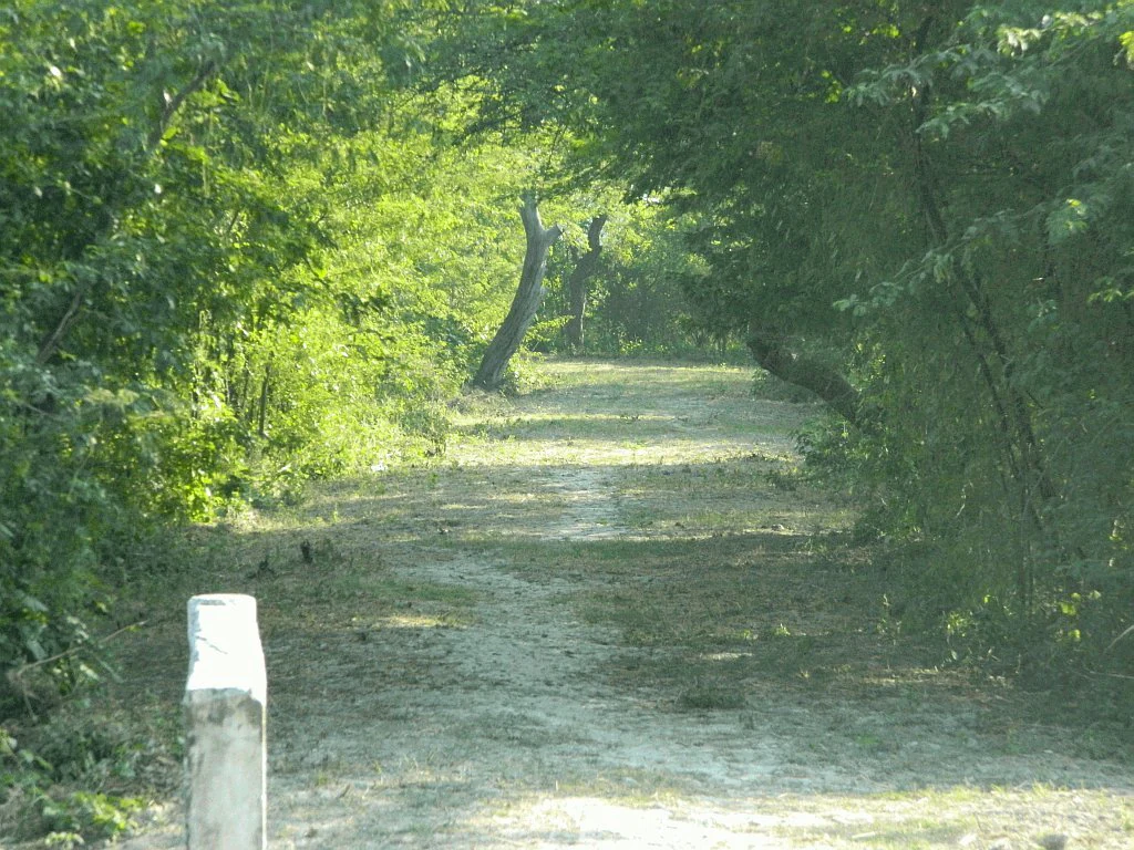 A dirt path leading into a dense green forest, with a small white concrete marker post visible in the foreground.