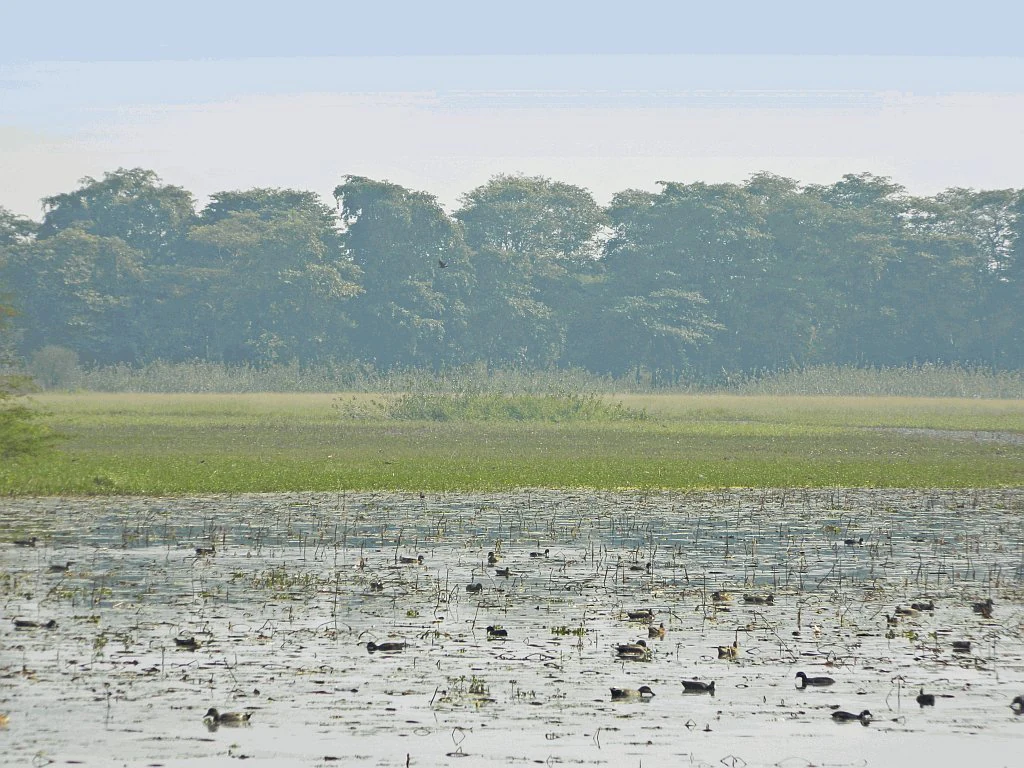 A wide view of a marshy wetland area featuring many small water birds floating on the surface with a dense tree line in the background under a pale sky.