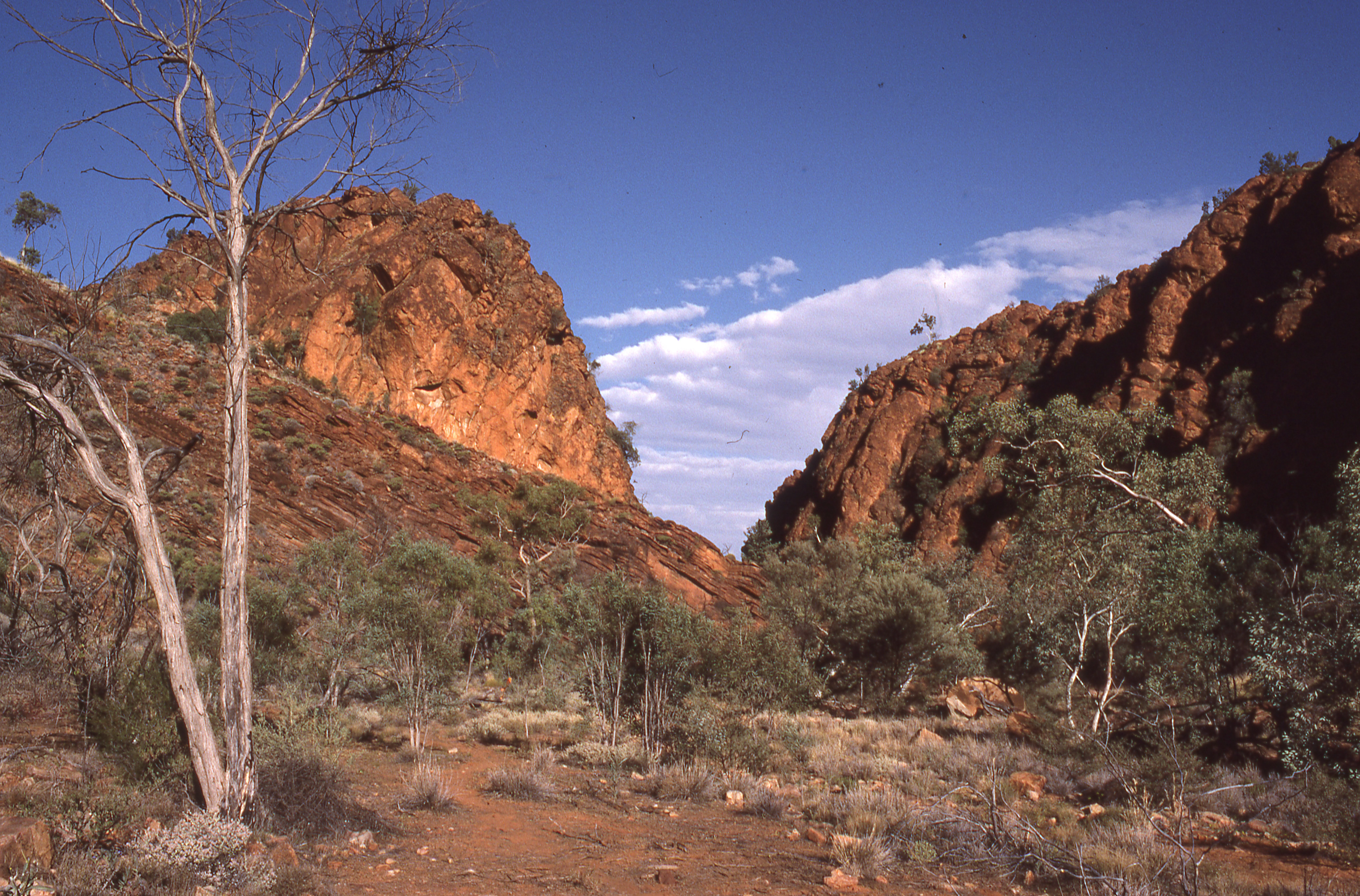 A landscape view of a dry gorge with reddish rocky cliffs on either side, sparse green vegetation, and a dead tree in the foreground under a blue sky with clouds.
