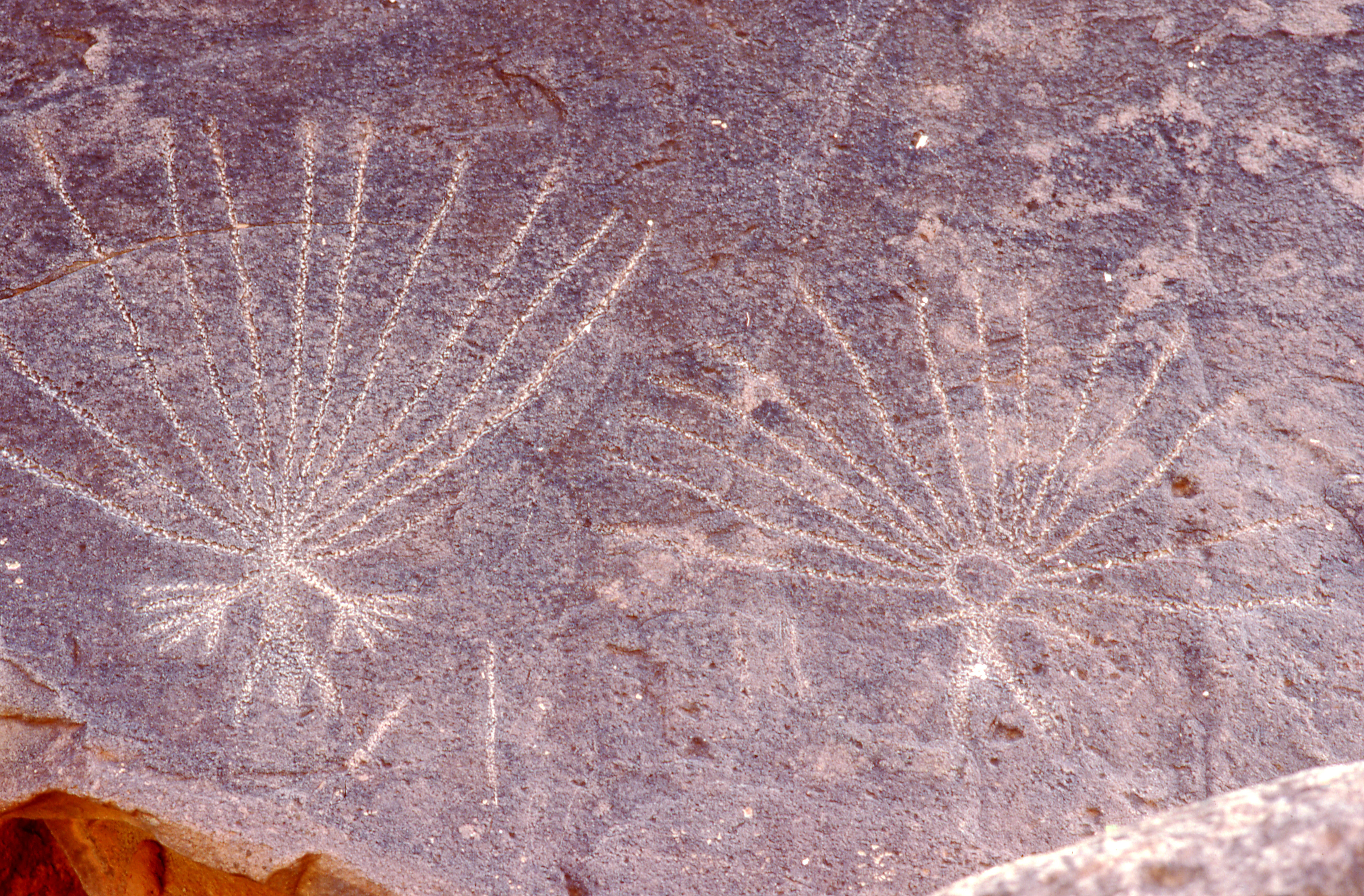 Close-up view of two Aboriginal rock carvings etched into a purplish-brown rock surface, each showing a radiating pattern of pecked lines extending outward from a central point