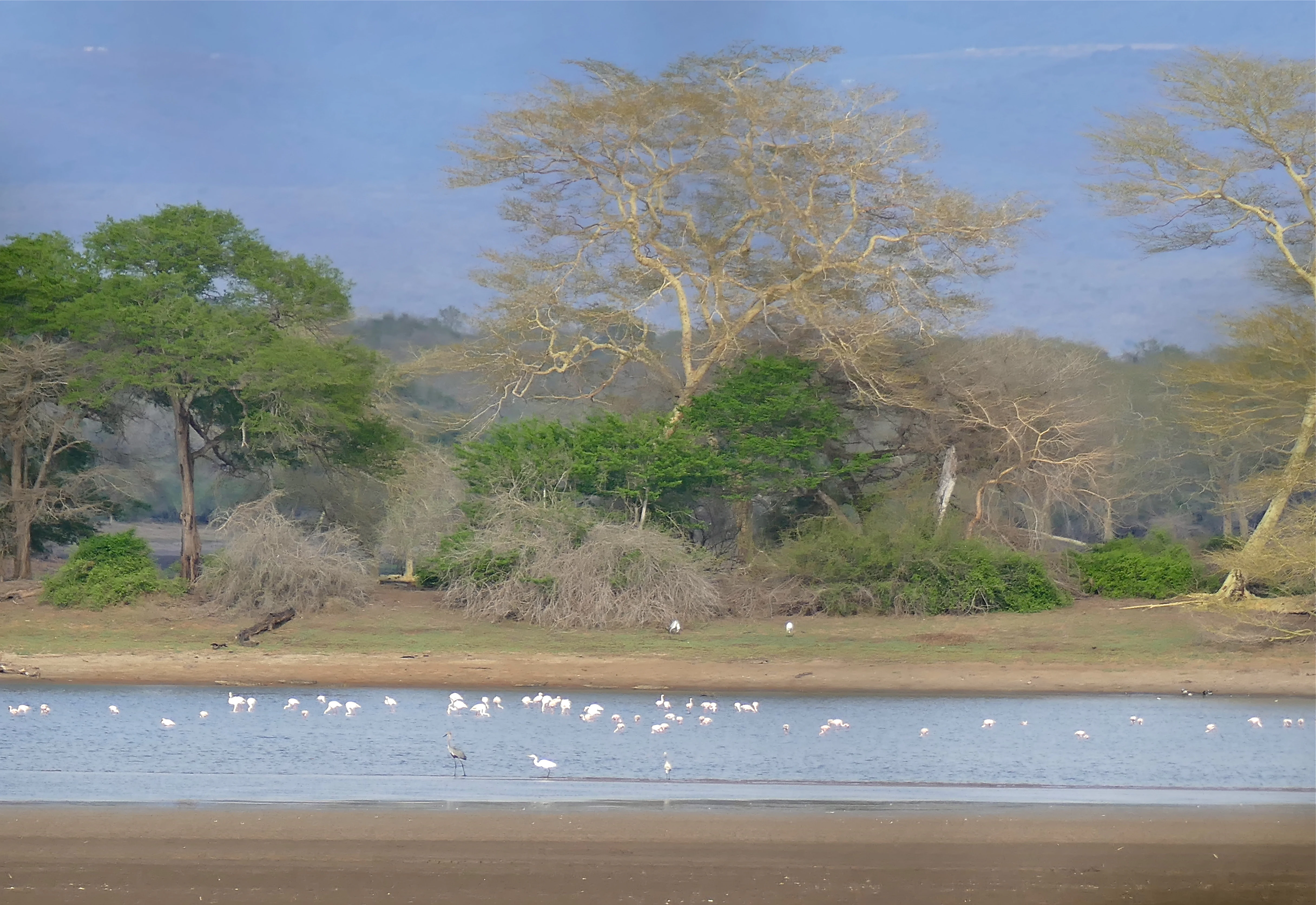 A wide view of a calm body of water at Nyamithi Pan with a group of white water birds wading in the shallows, backed by a treeline of acacias and dense coastal forest vegetation under a soft sky.
