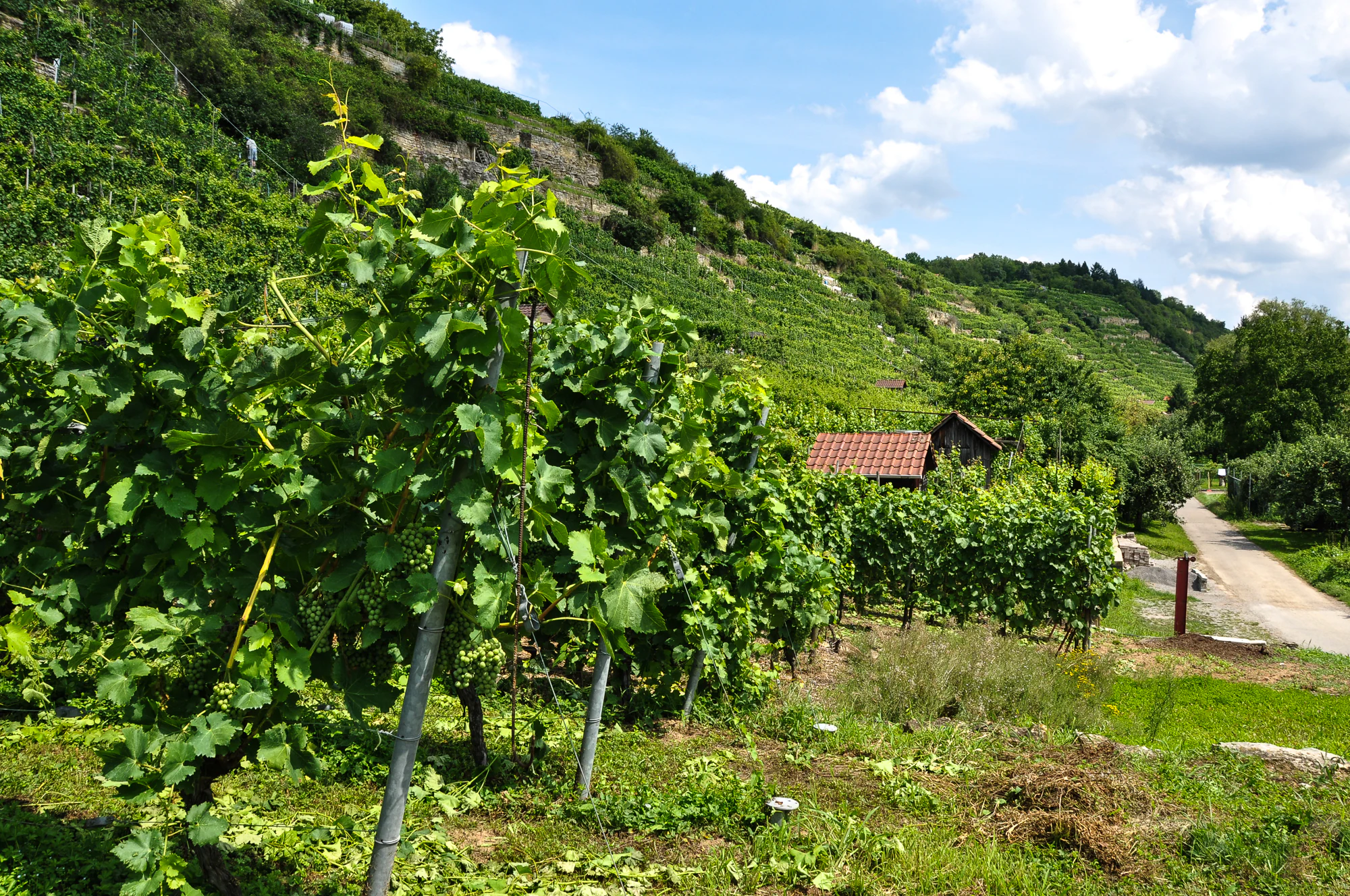 A sloped vineyard with rows of green grapevines climbing a hillside, featuring a small wooden shed with a red roof and a gravel path in the foreground.