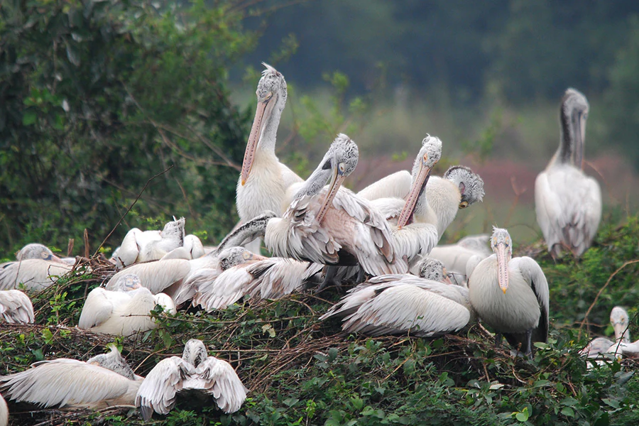Several white and grey spot-billed pelicans resting and preening in a dense green leafy nest area.