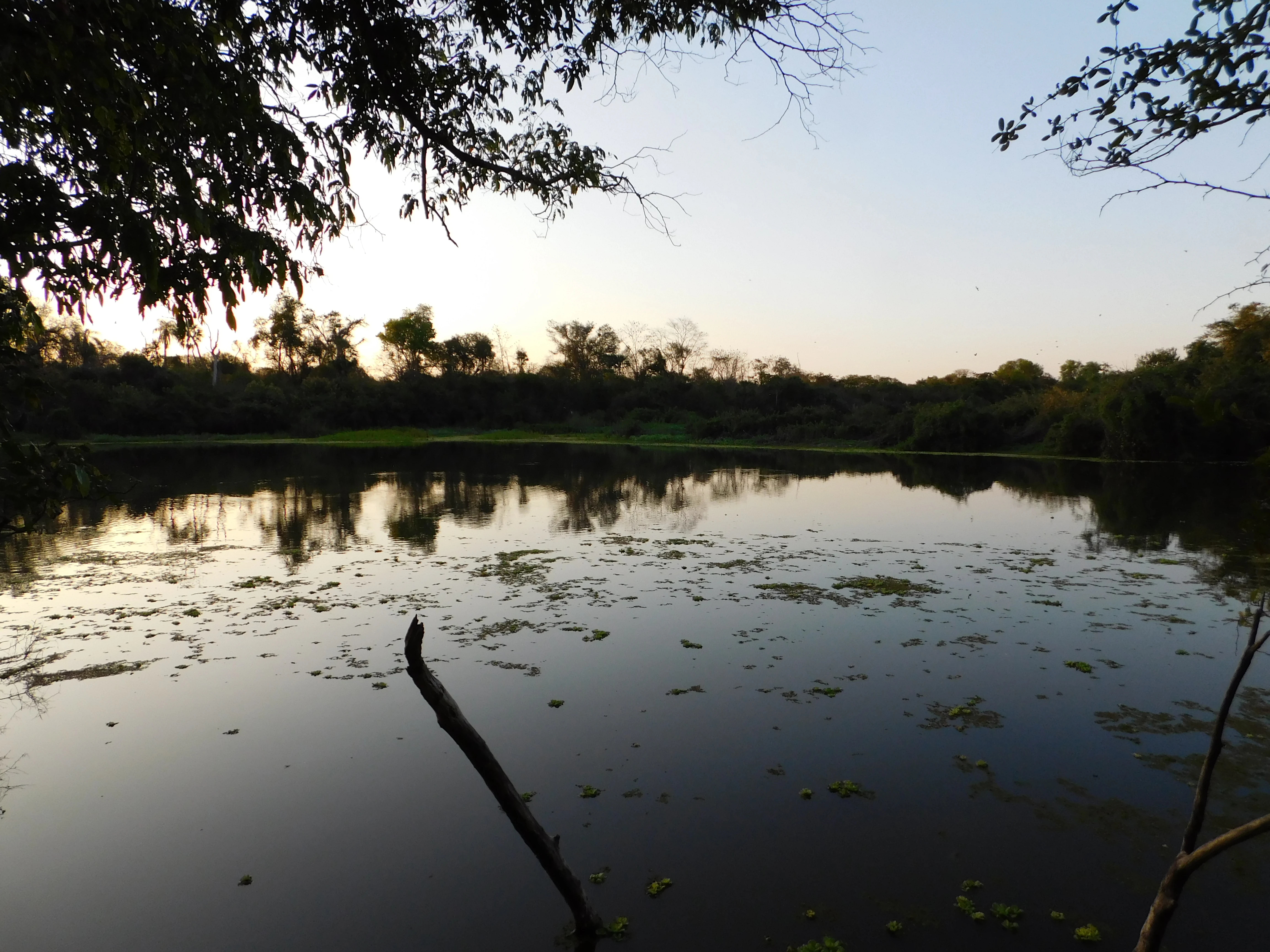 A calm, still pool of water reflecting the soft light of a setting sun, surrounded by a dense dry forest canopy with silhouettes of trees in the distance.