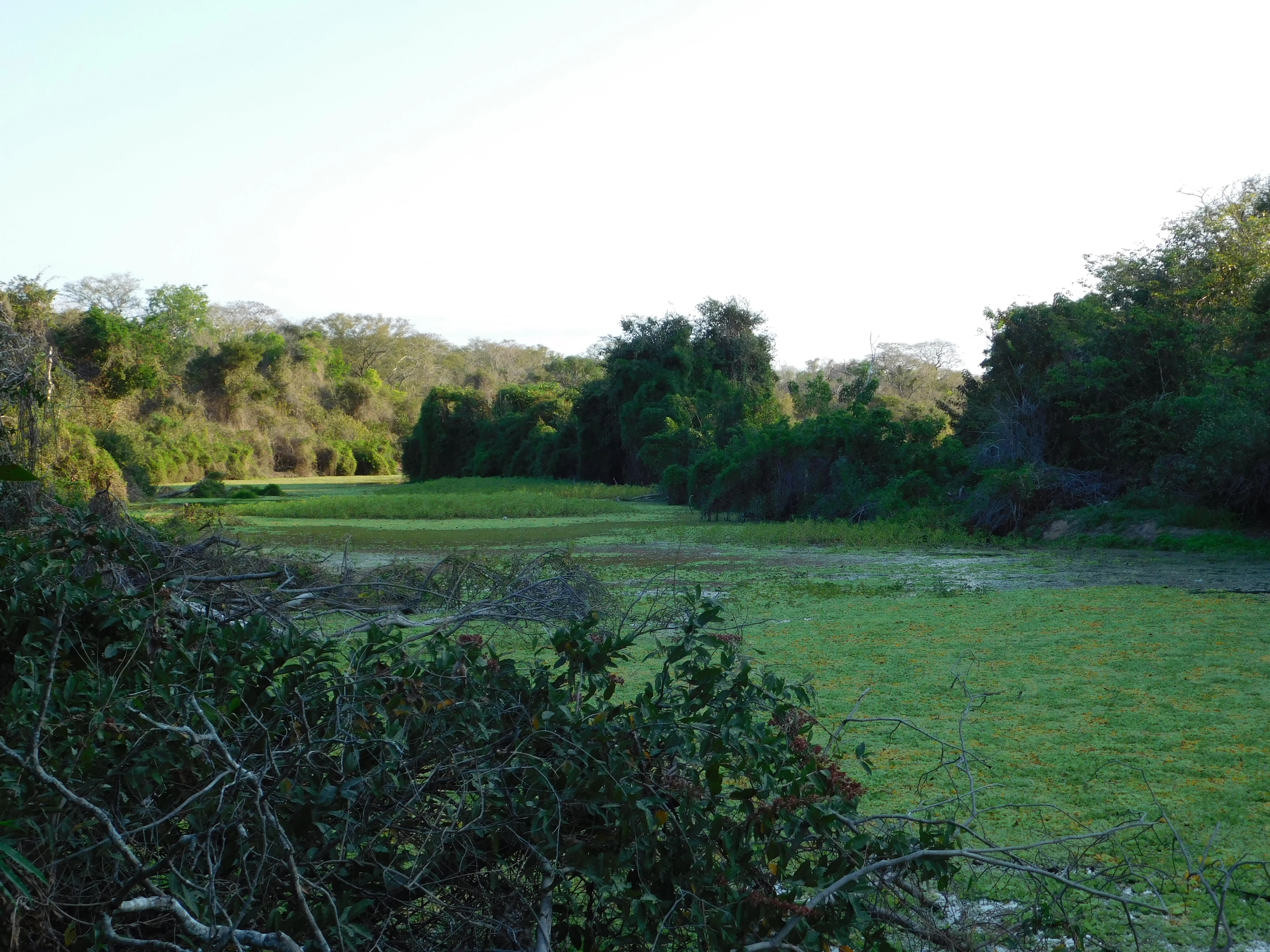 A wide landscape view of a lagoon filled with grasses and low-lying vegetation surrounded by dense dry forest under a clear sky.
