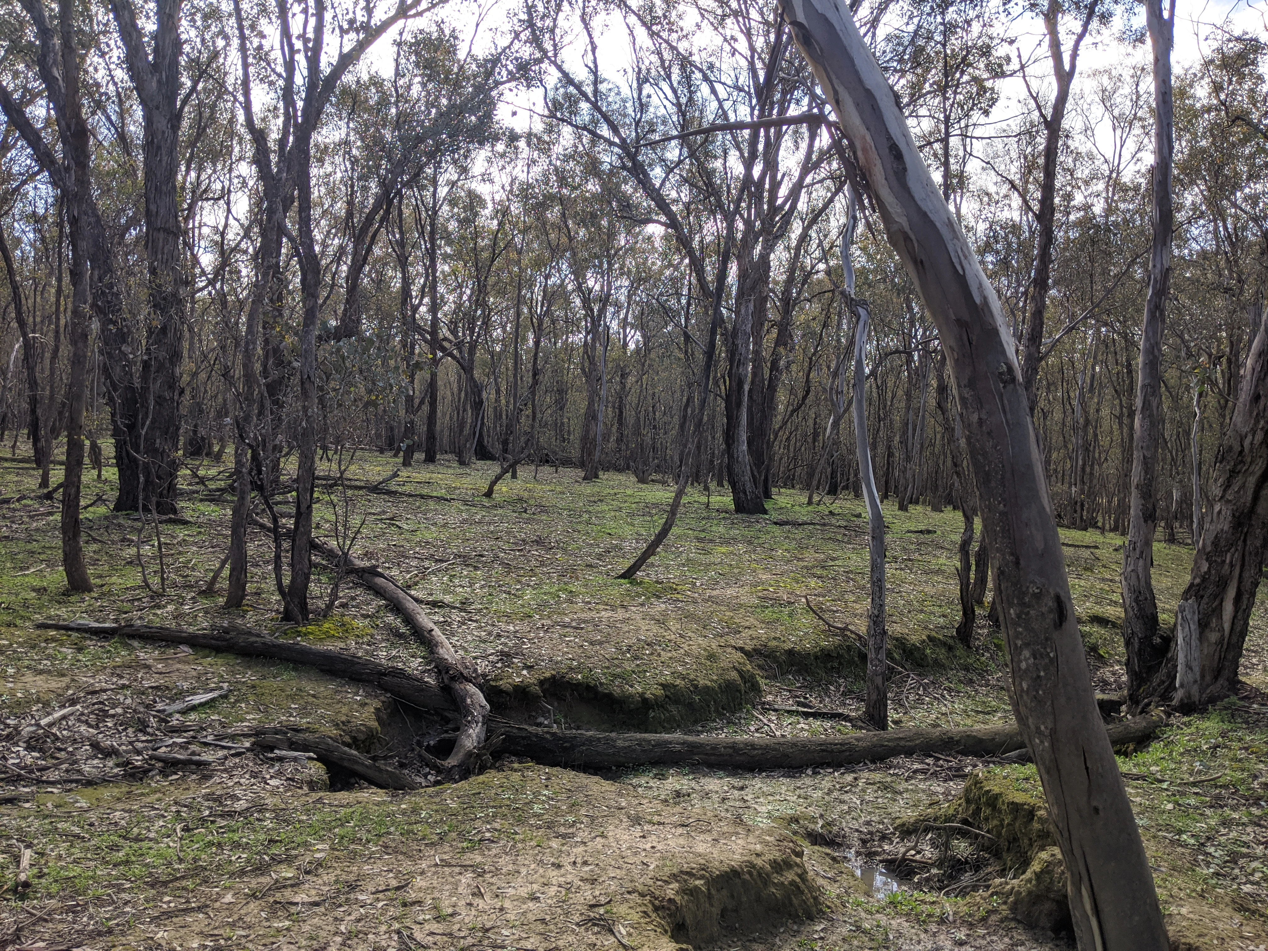 A view of an open dry eucalypt woodland with thin tree trunks and scattered fallen branches on the ground.