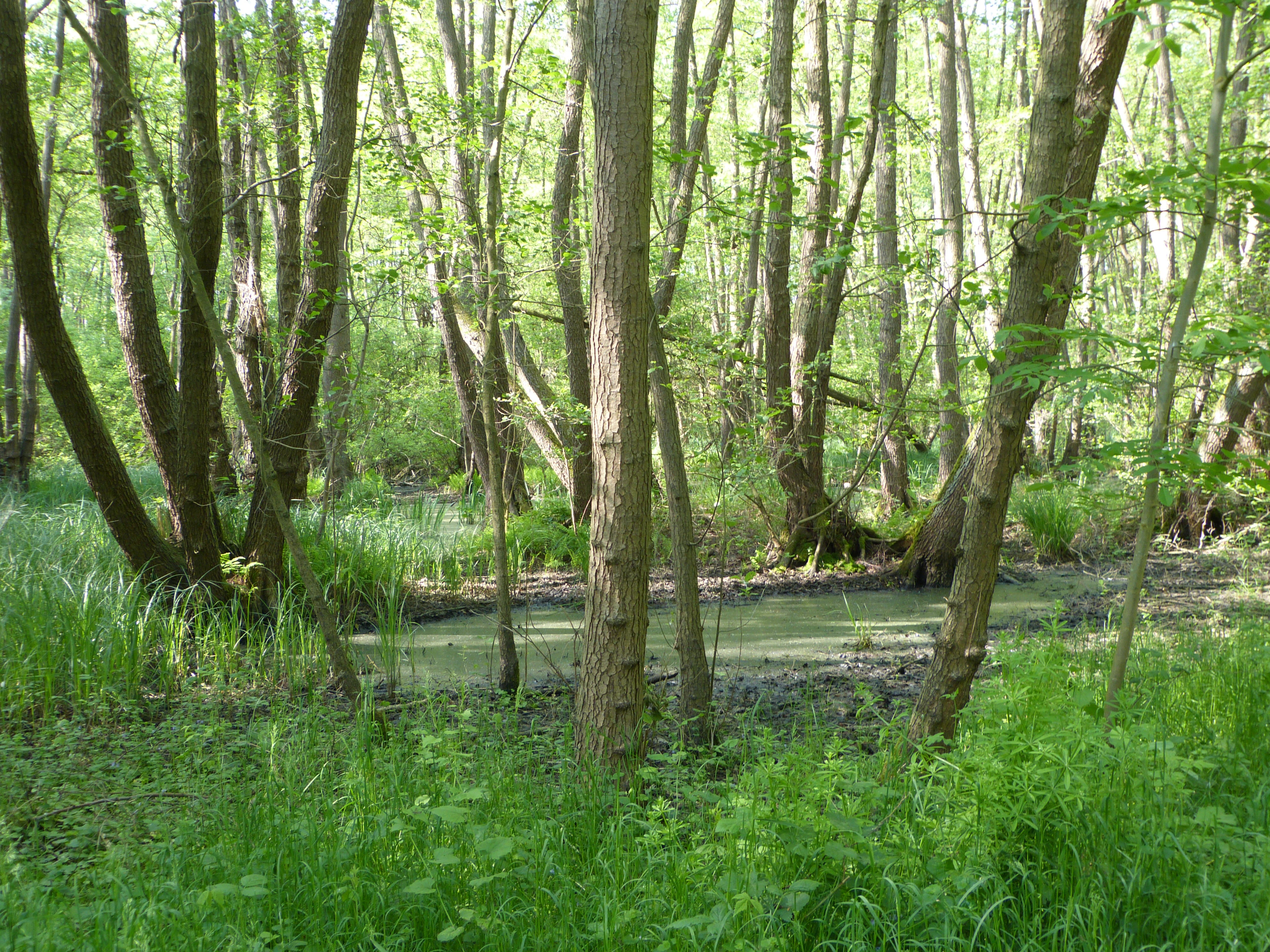 A view of a swamp forest with slender trees and standing water covered in duckweed.