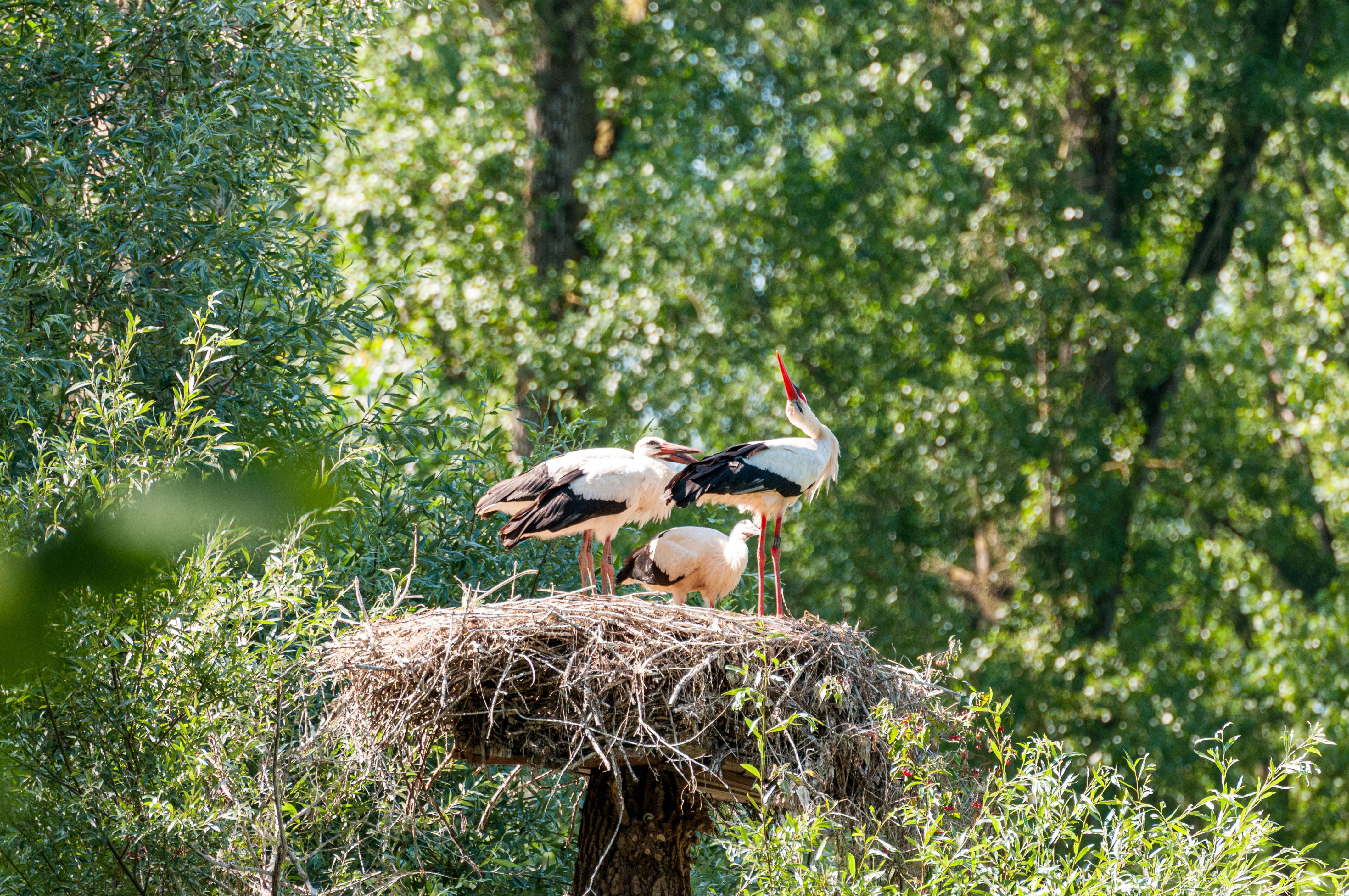A group of three white storks standing and preening in a large stick nest built high in a tree, surrounded by lush green foliage.