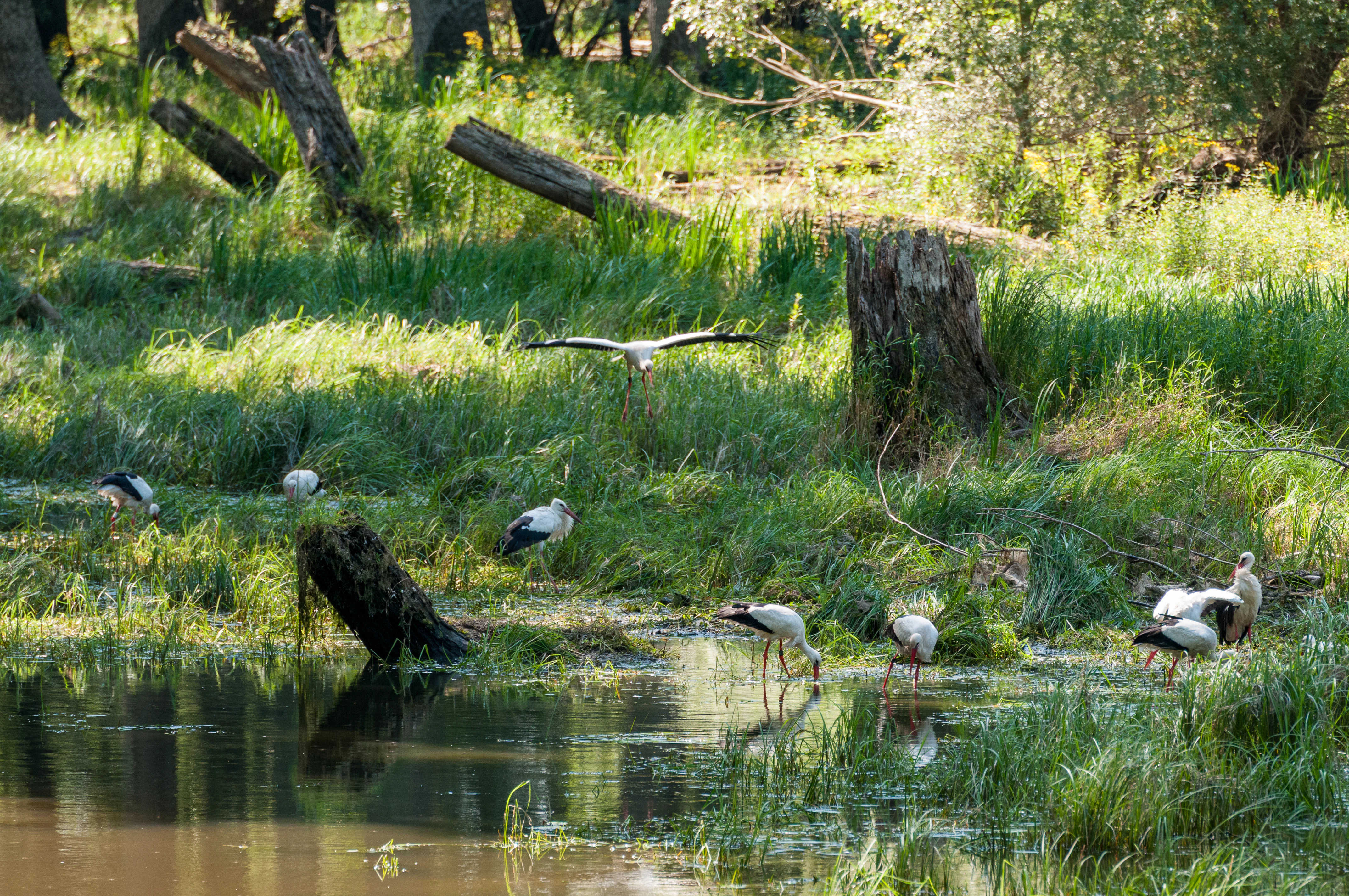 A group of white storks standing in and flying over a grassy, swampy riverbank with tree stumps.